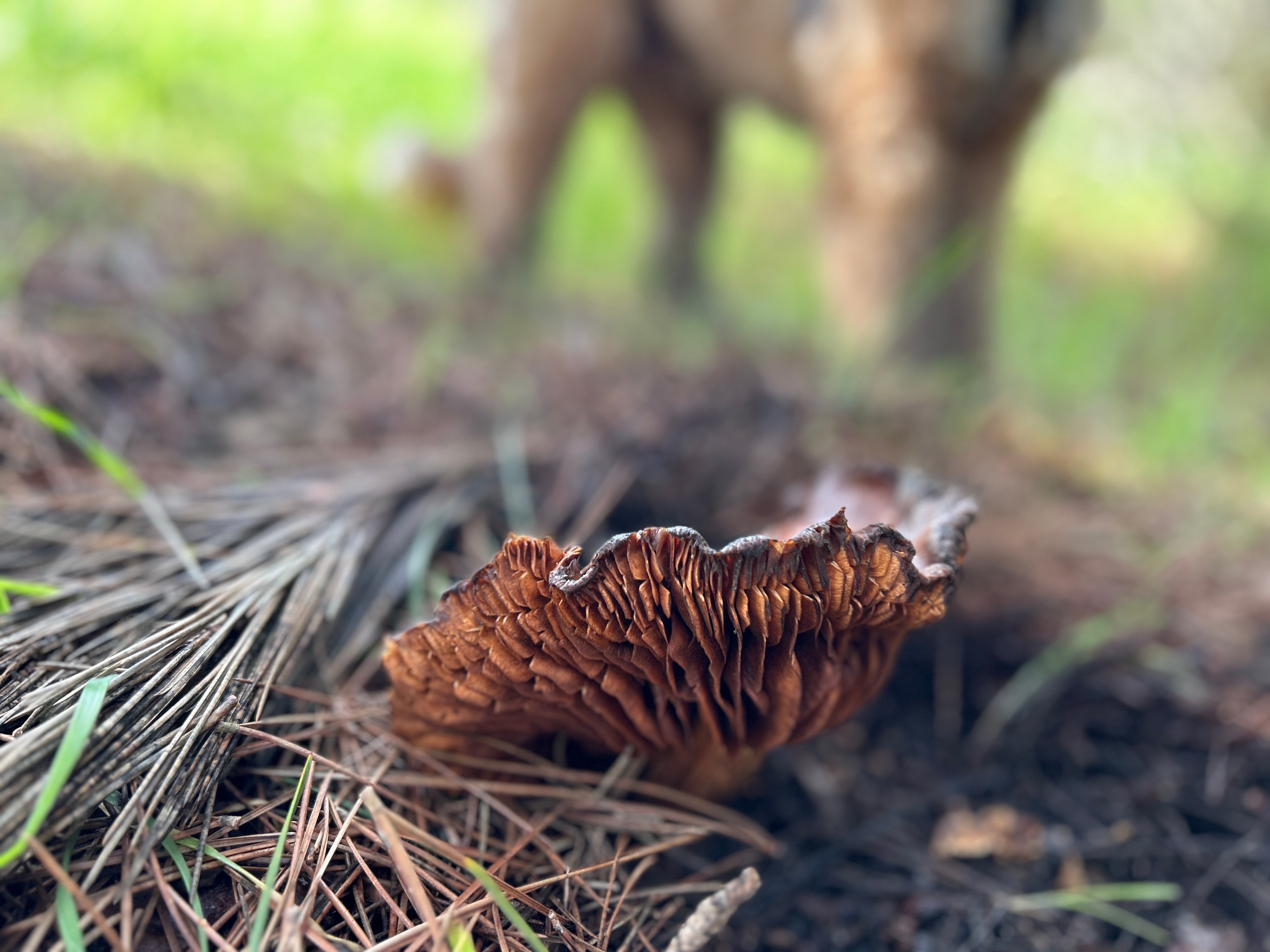a ridged, orange-brown mushroom pokes out of a forest floor with a dog out of focus in the background