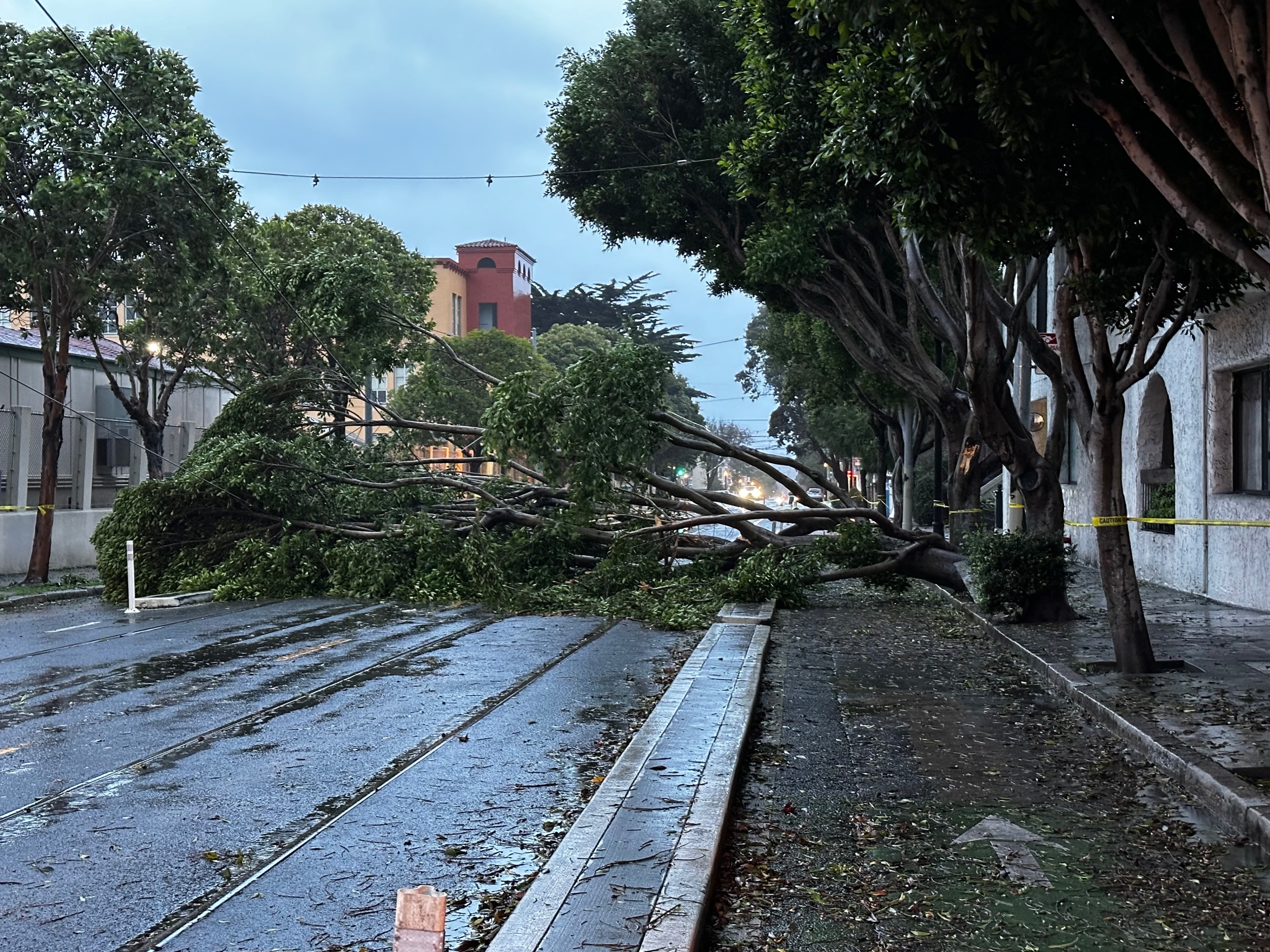 A fallen tree blocks a road.