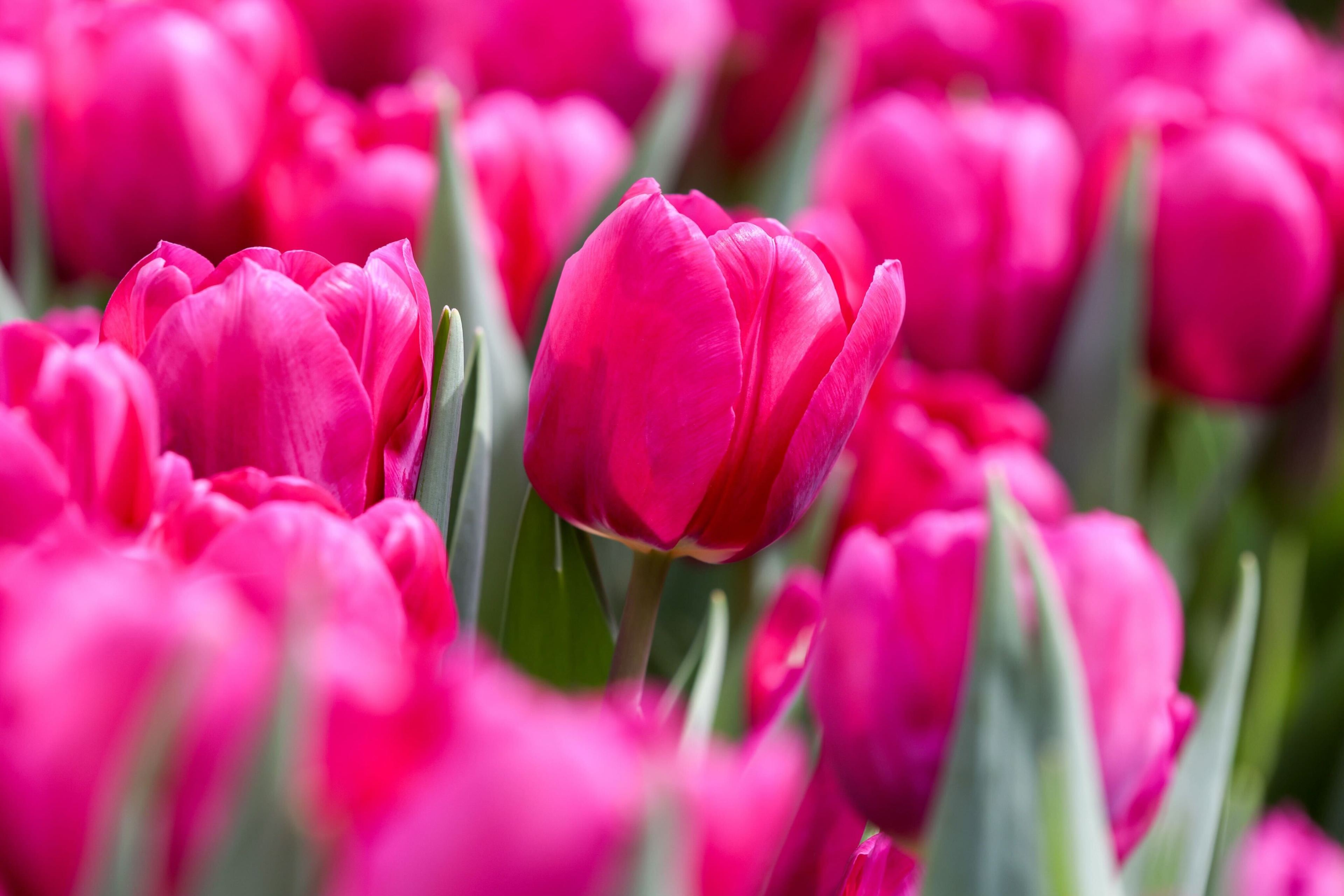 A bed of vibrant pink tulips with delicate petals and green leaves, close-up.