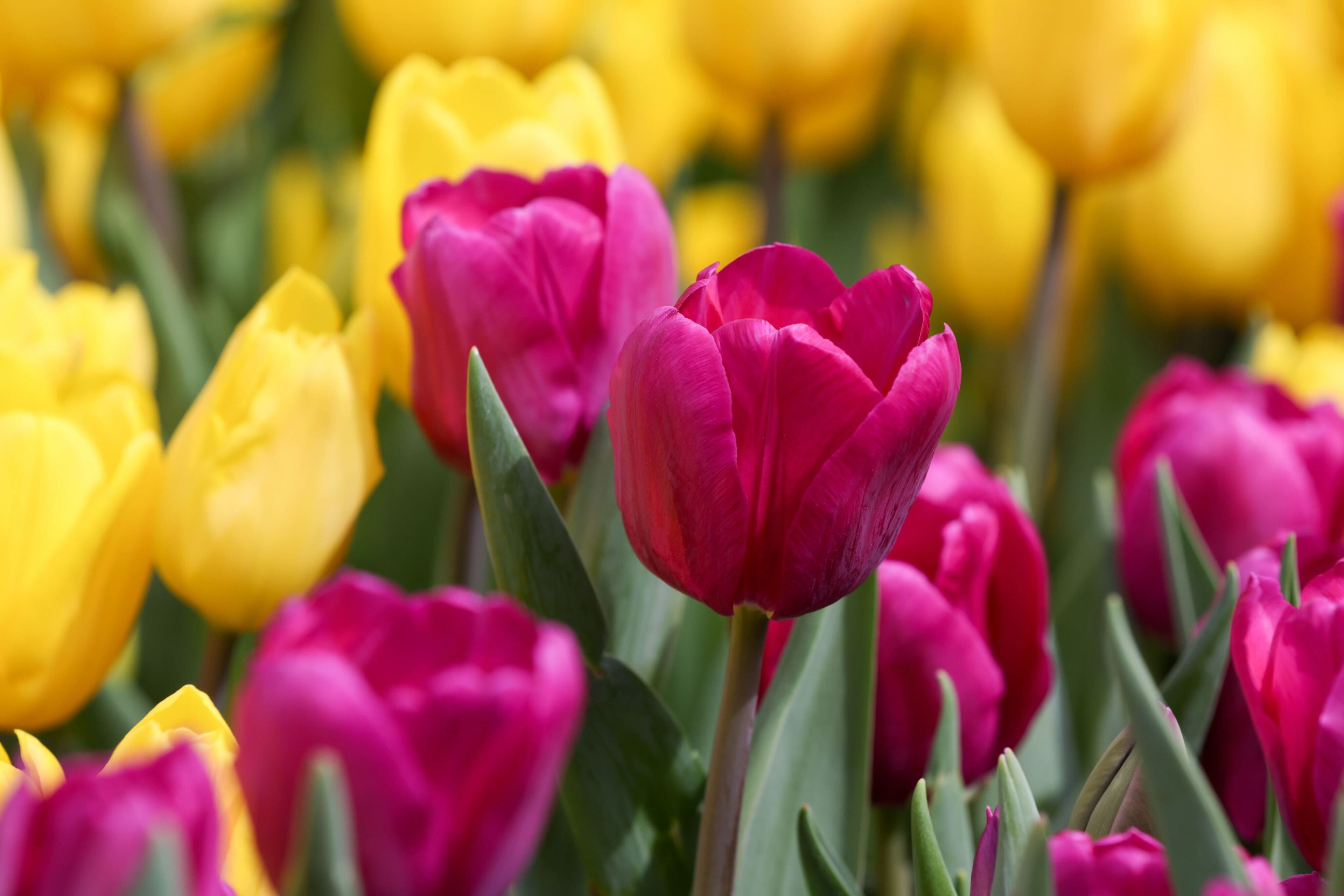 A field of vibrant yellow and purple tulips in full bloom.