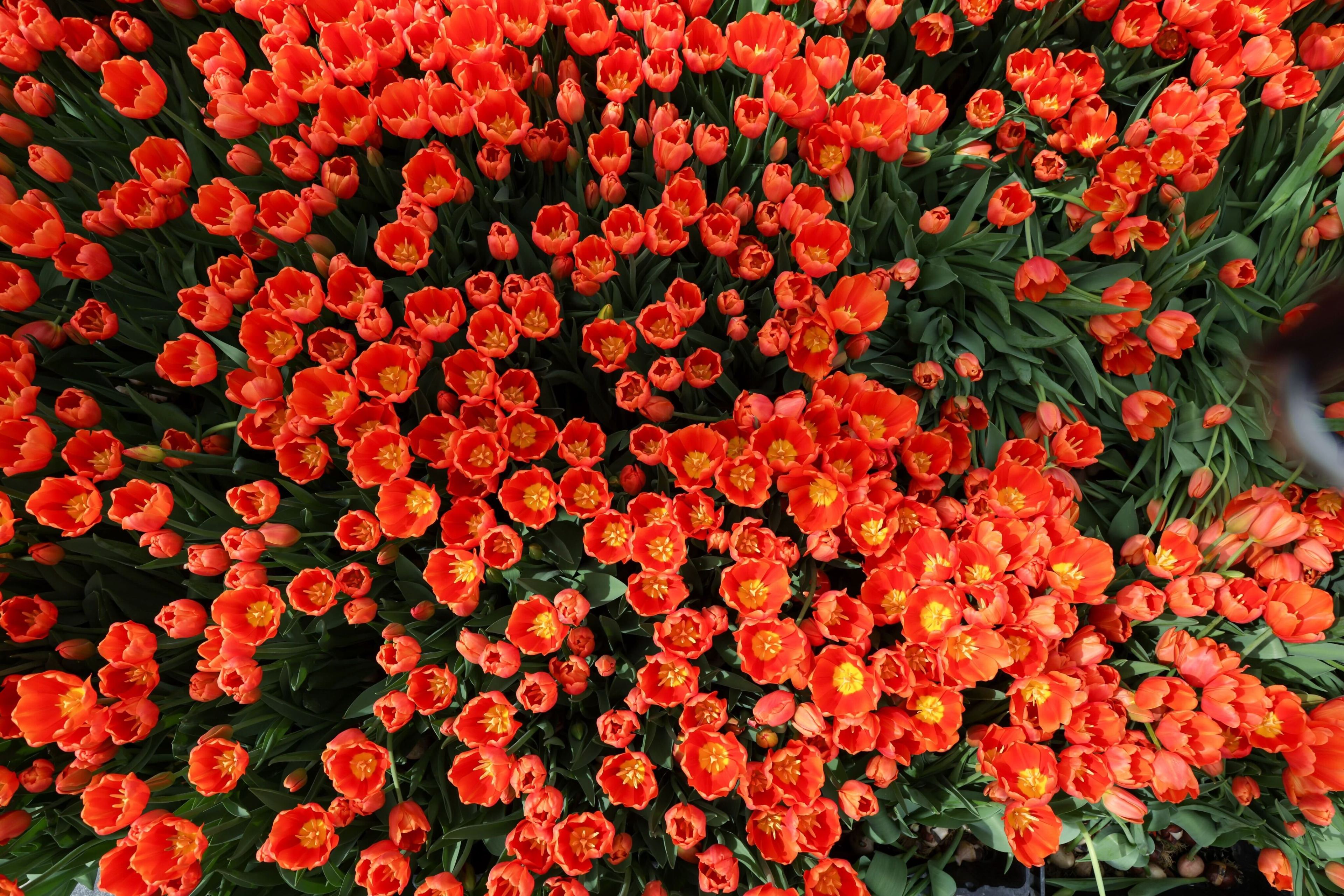 A dense array of vibrant orange-red tulips with yellow-edged petals, nestled in green foliage.