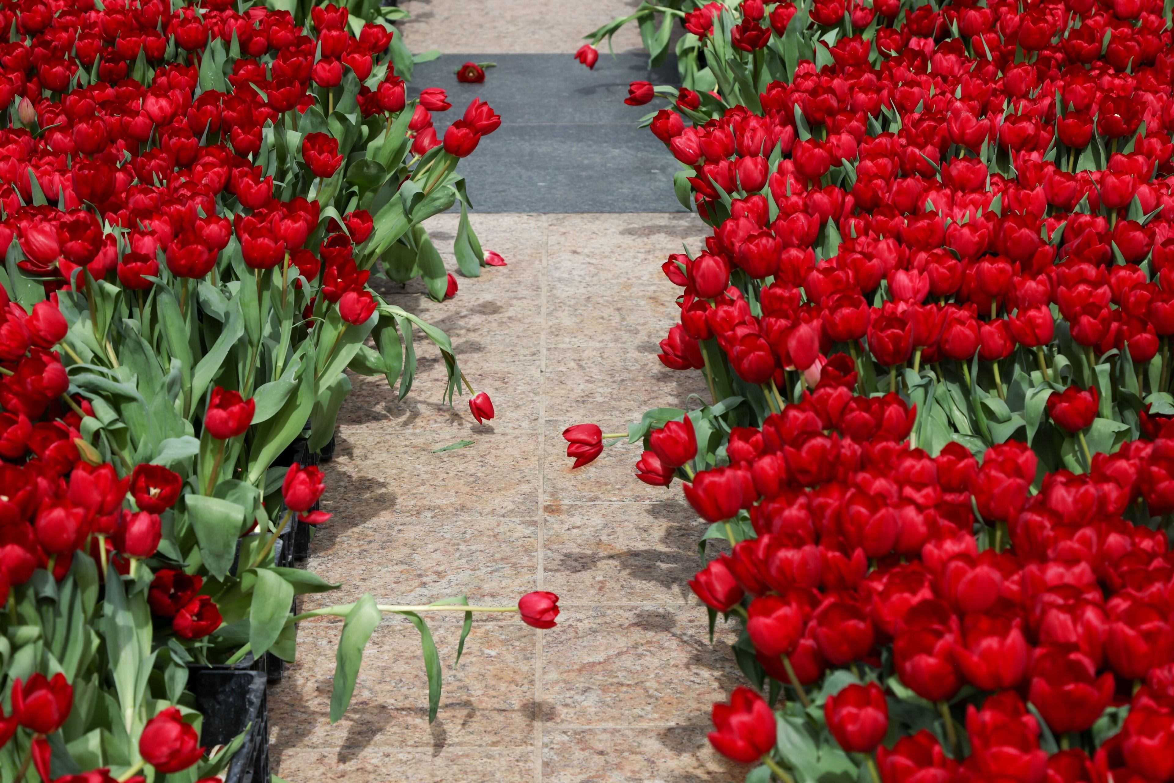 A path lined with vibrant red tulips, one tulip leaning over the walkway.