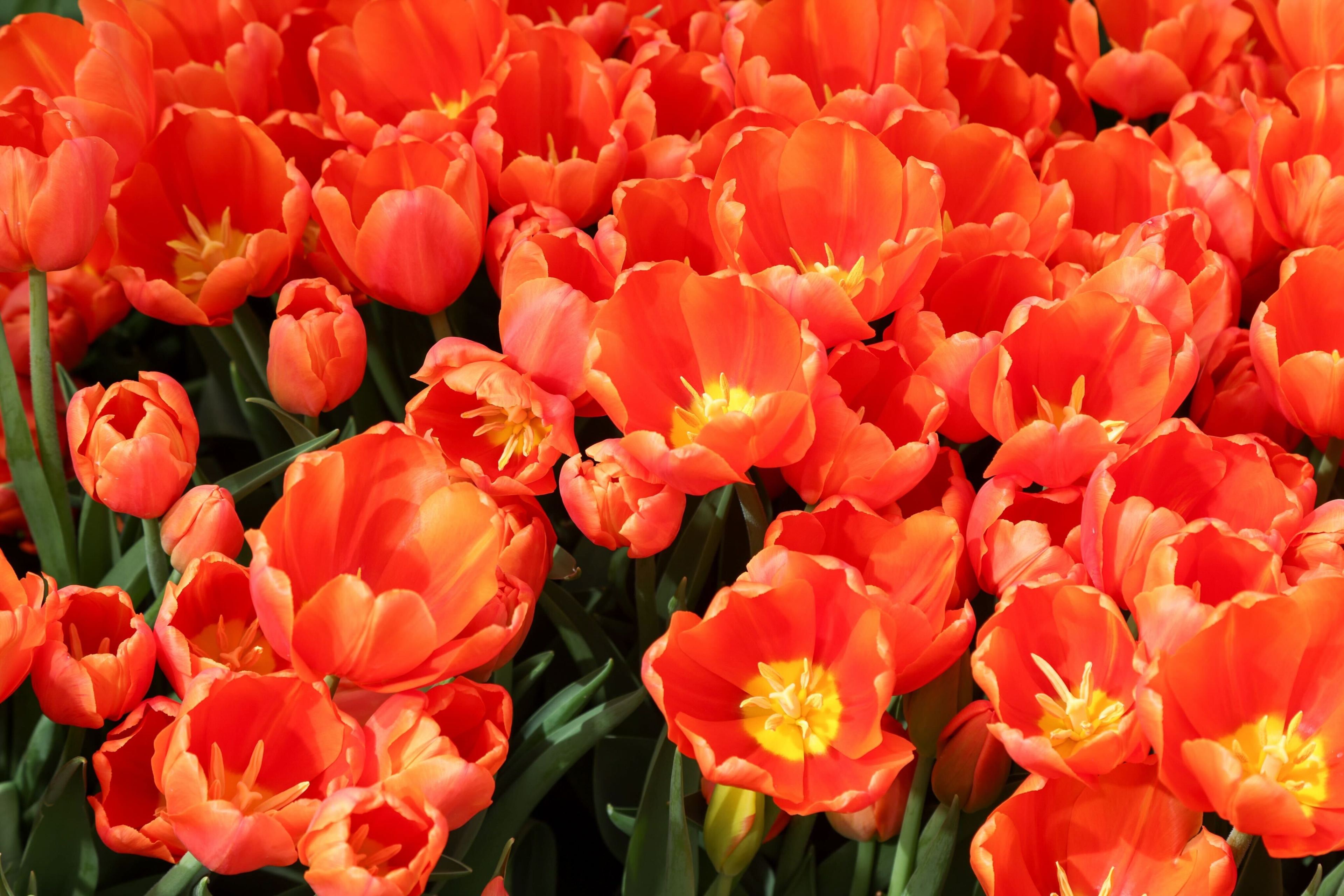 A vibrant cluster of orange tulips in full bloom, closely packed together.