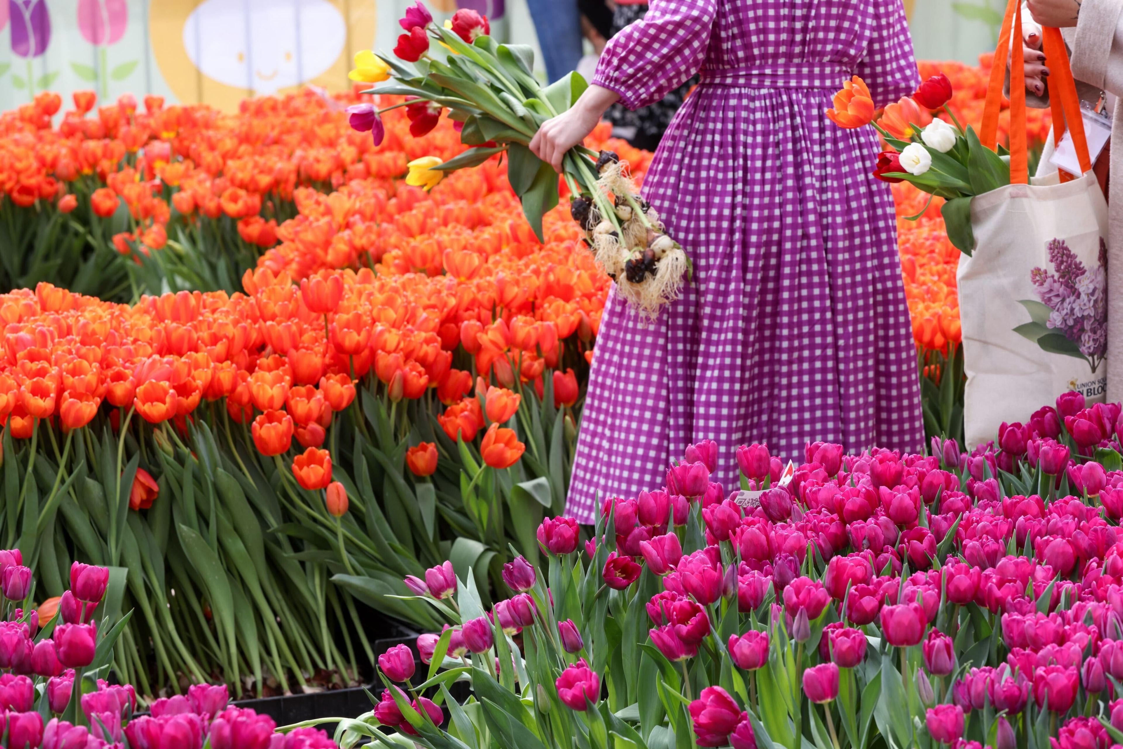 A person in a checkered dress holds tulips amidst vibrant orange and pink tulip beds.