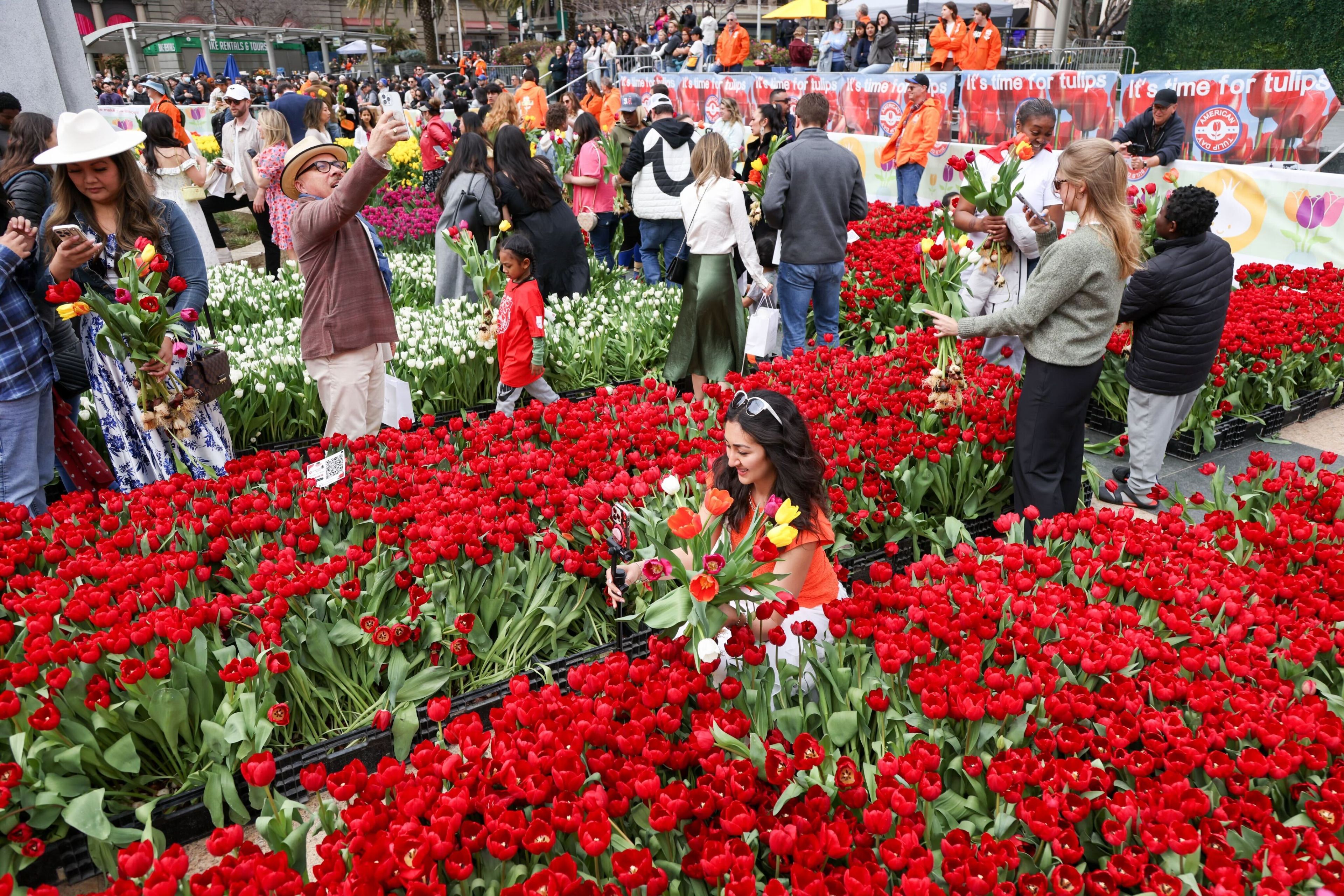 People are enjoying a vibrant tulip garden in an outdoor setting, with various colors on display.