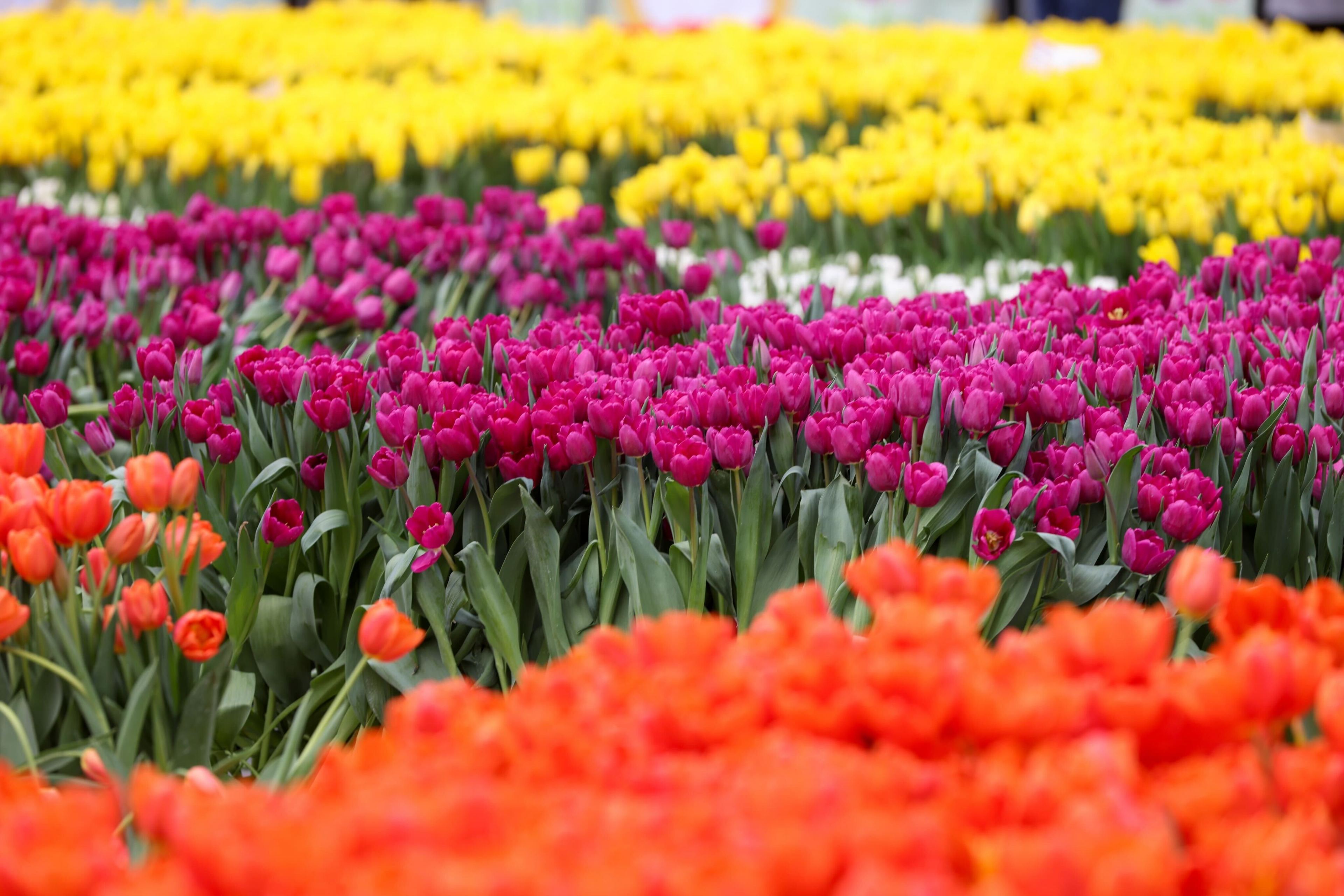 Rows of colorful tulips in purple, yellow, and orange, with a soft focus background.