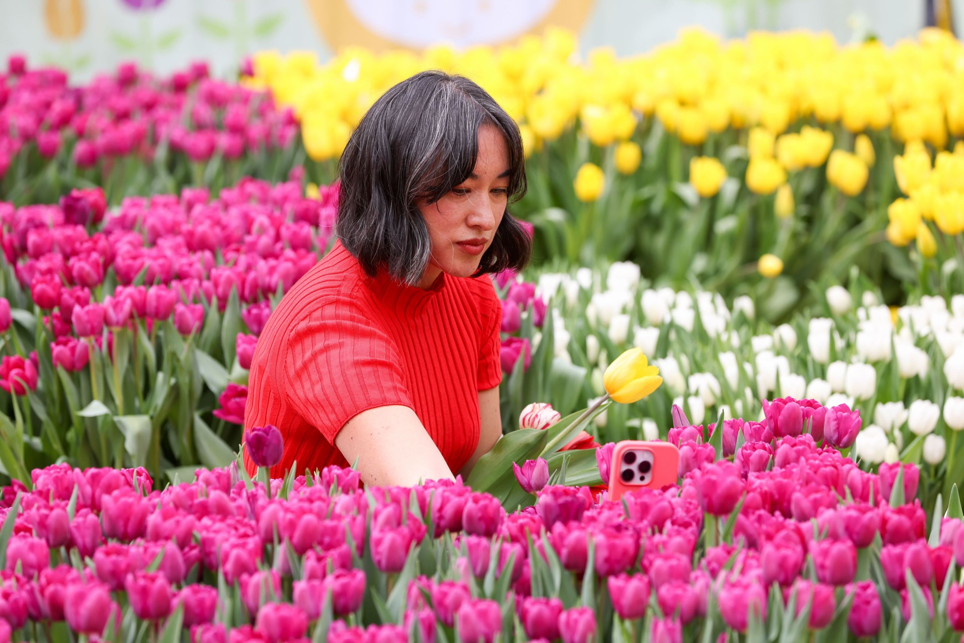 A person in a red top among vibrant tulips, using a phone to capture the scene.