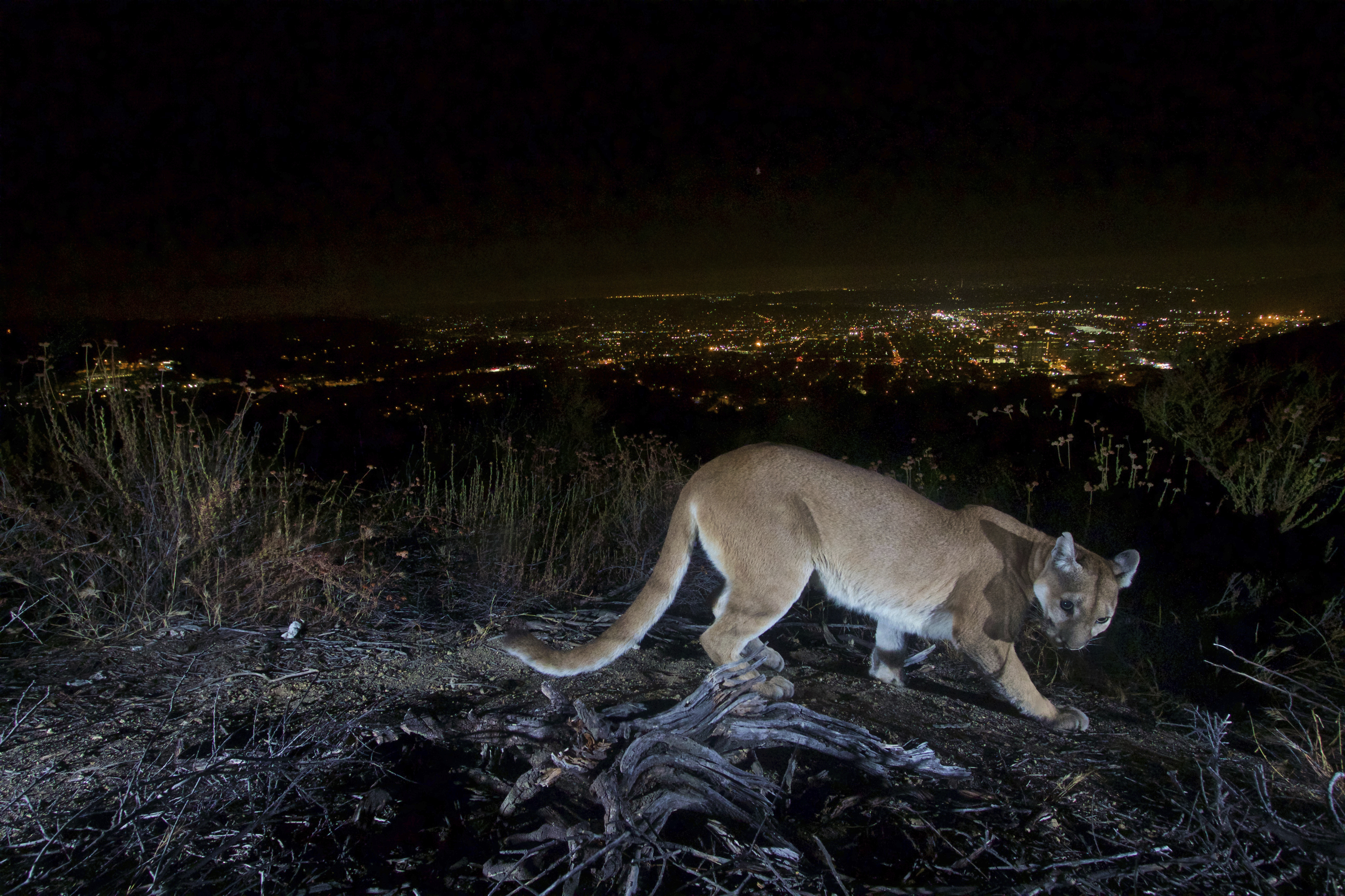 A cougar prowls on a hill with a sprawling city's lights below at night.