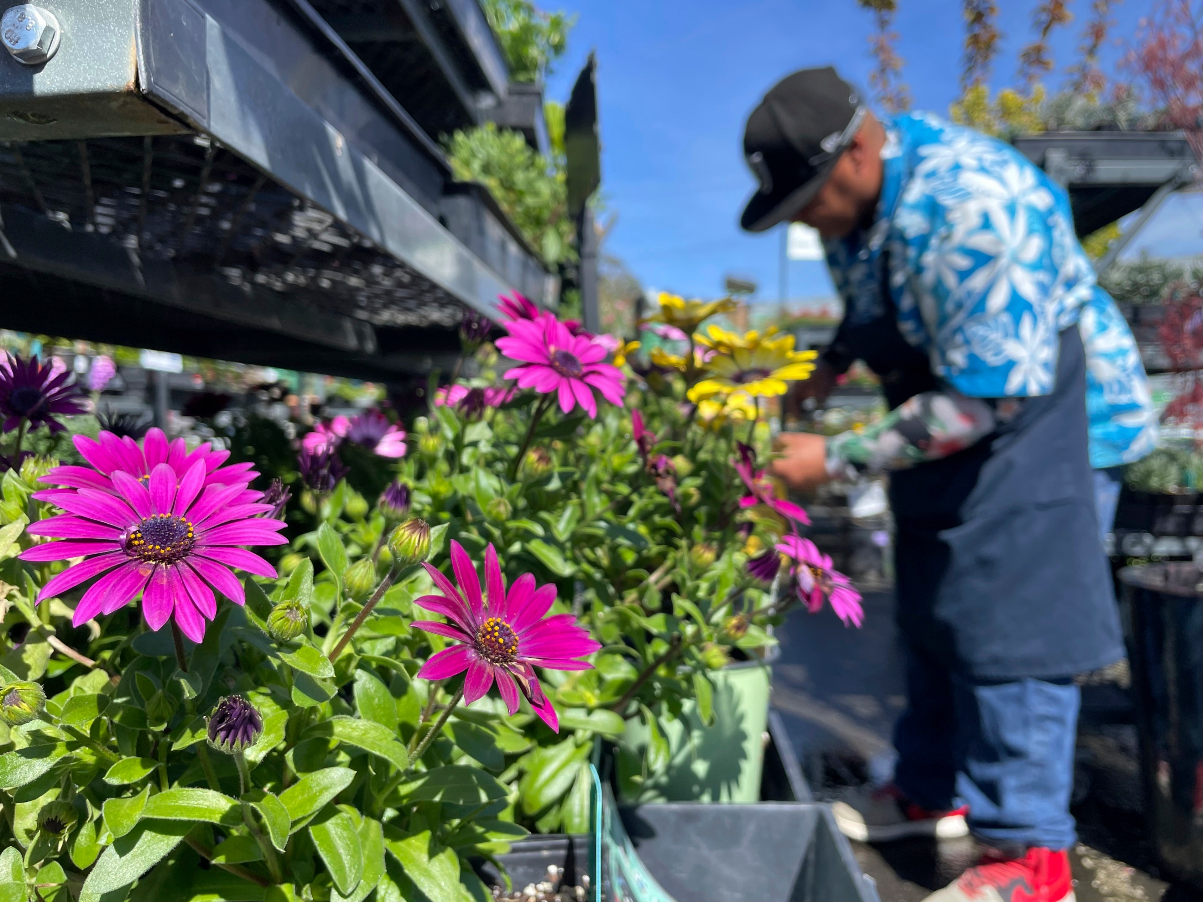 A plant store employee tends to plants outdoors