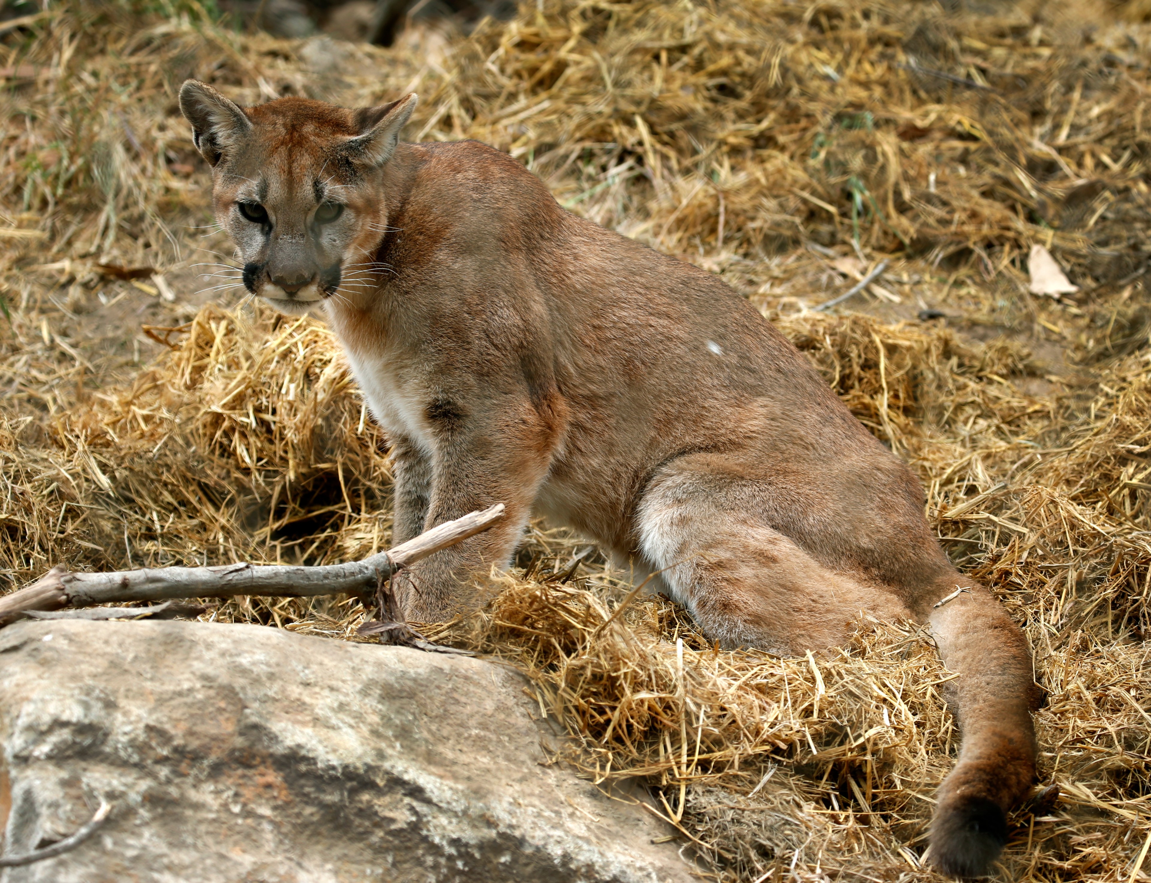 A mountain lion is sitting on dry grass with a focused gaze, near a rock and a branch.