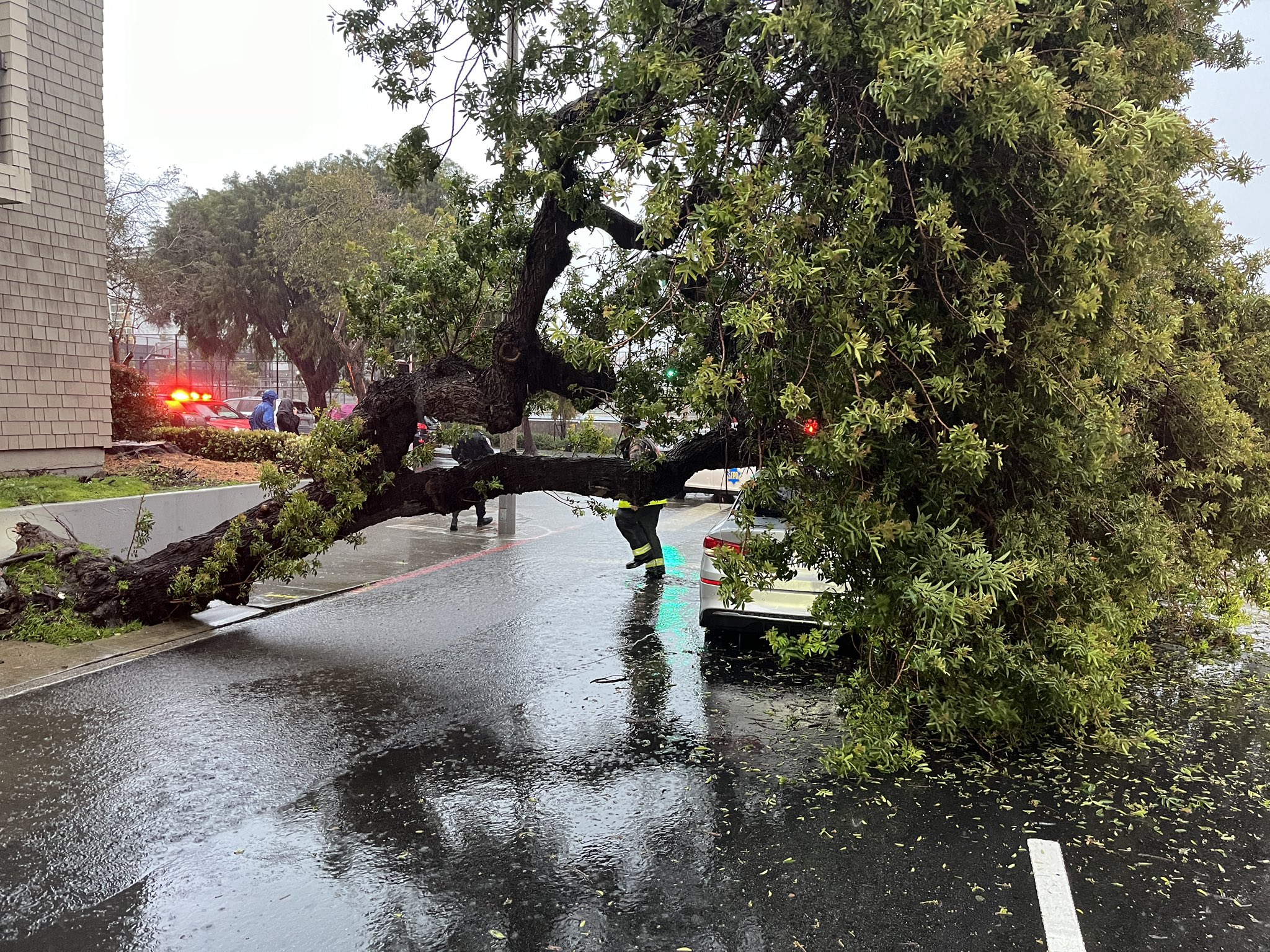A large tree sits on top of car on wet roadway