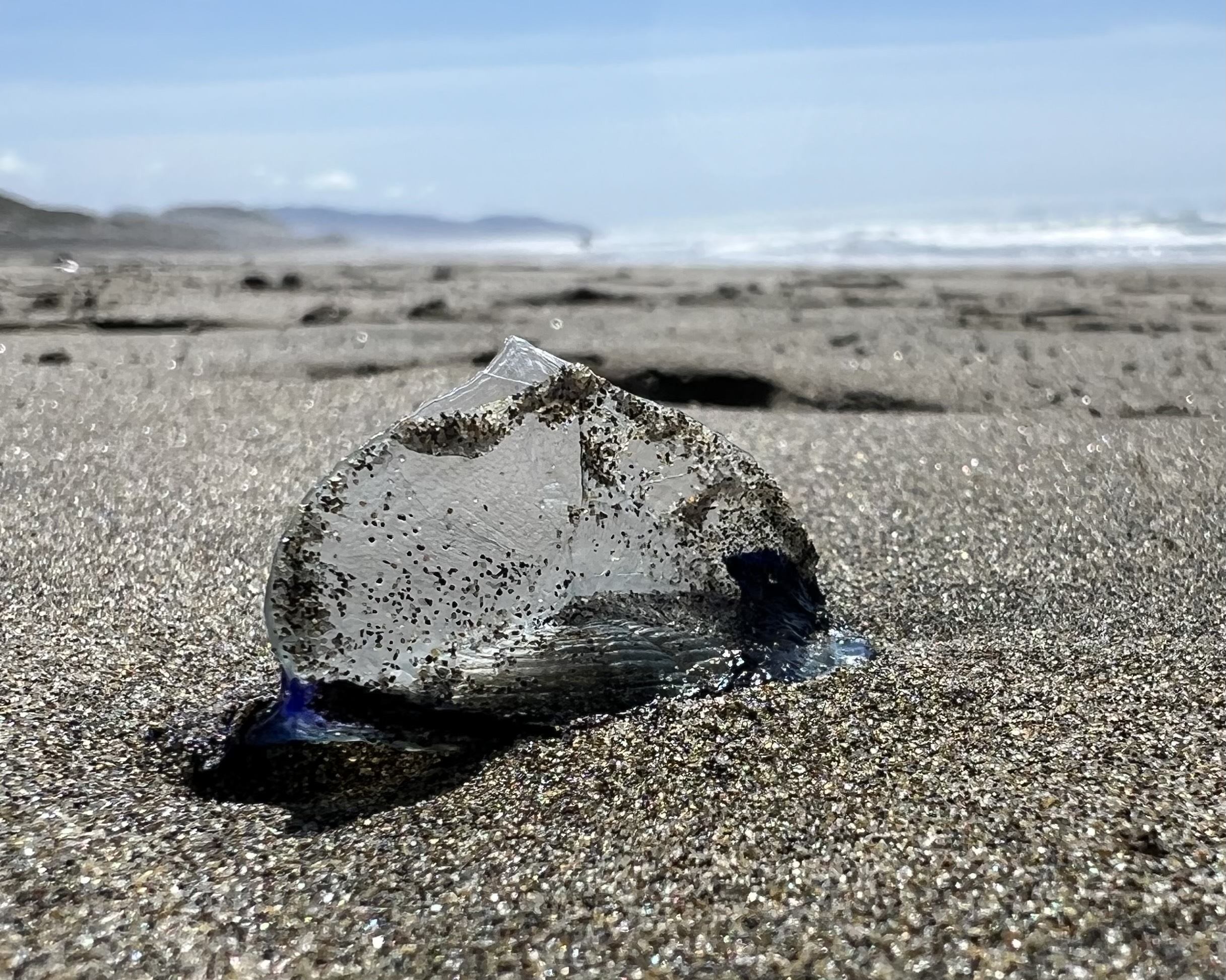 A translucent, gelatinous creature with sand particles is on a sandy beach with waves in the background.
