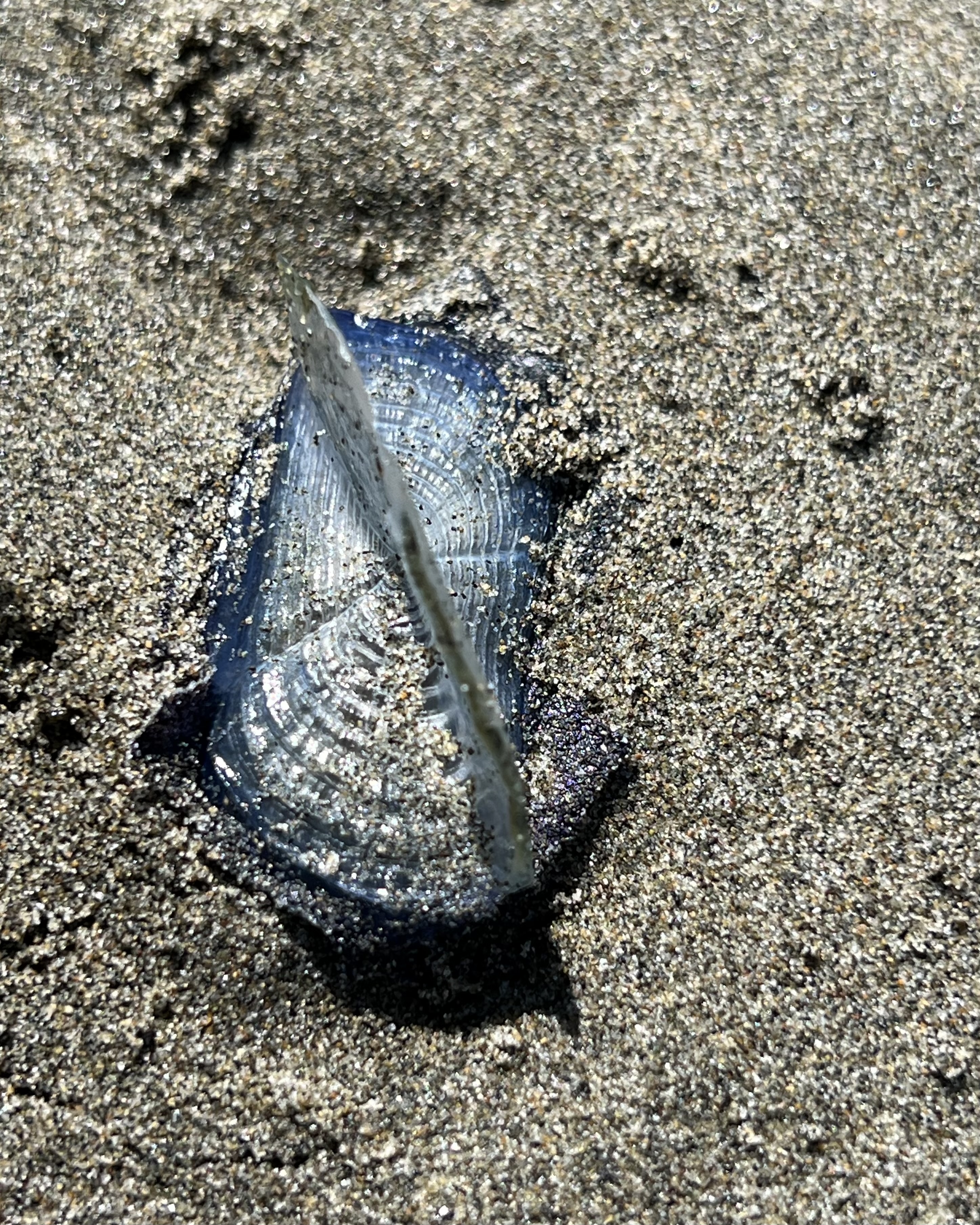 A blue jellyfish-like creature is partly buried in sandy beach.