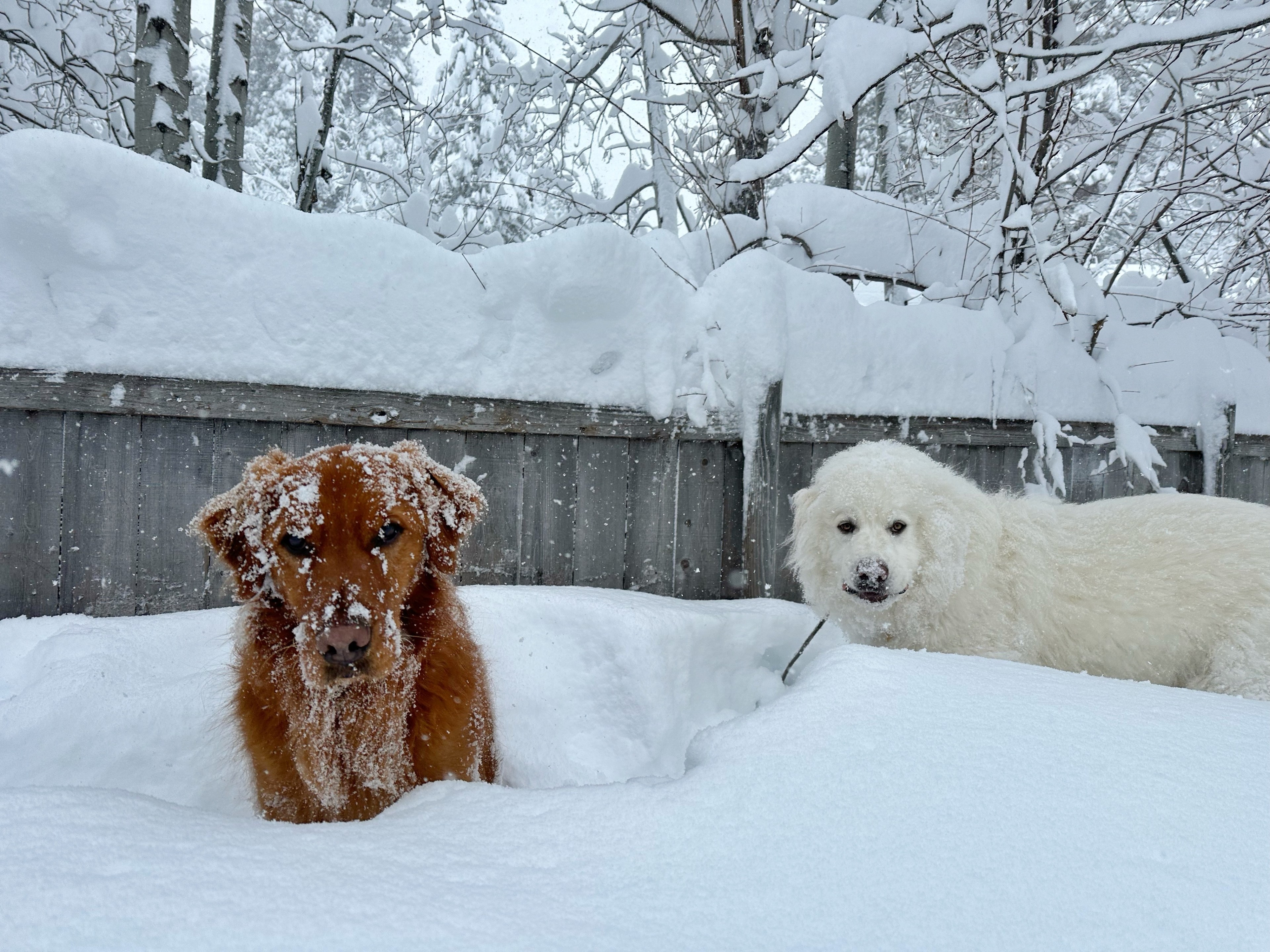A golden retriever and a large white dog sit in the snow