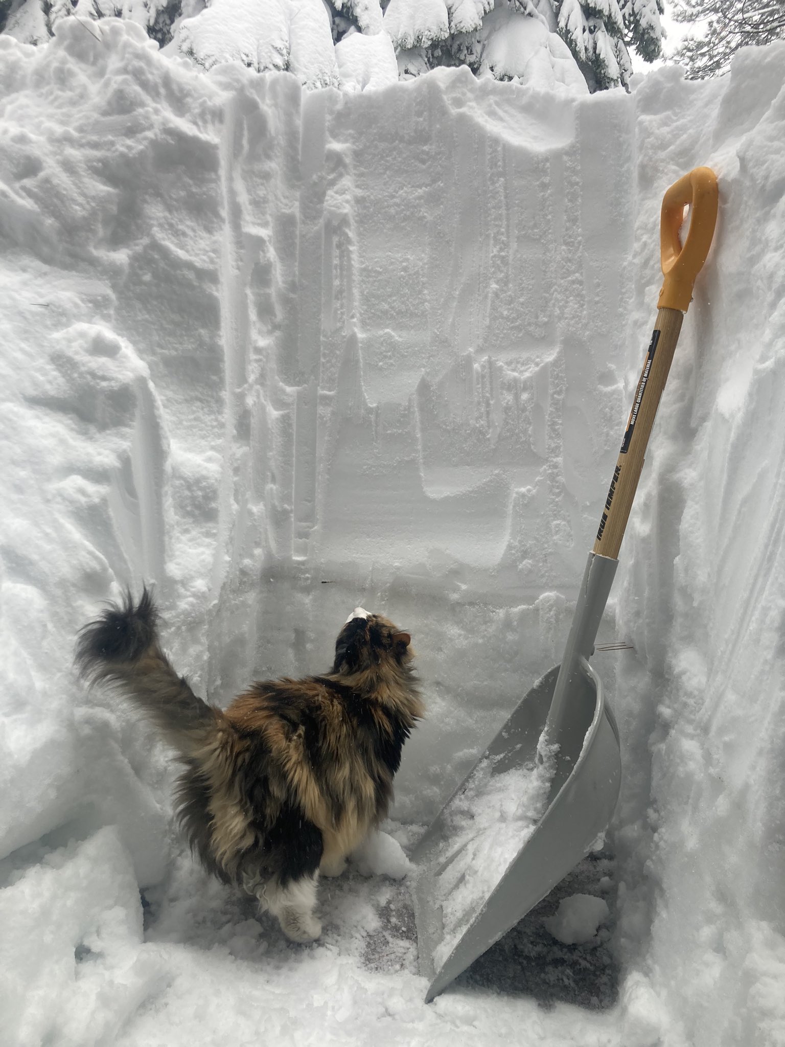 A cat next to a shovel looking up at a pile of snow