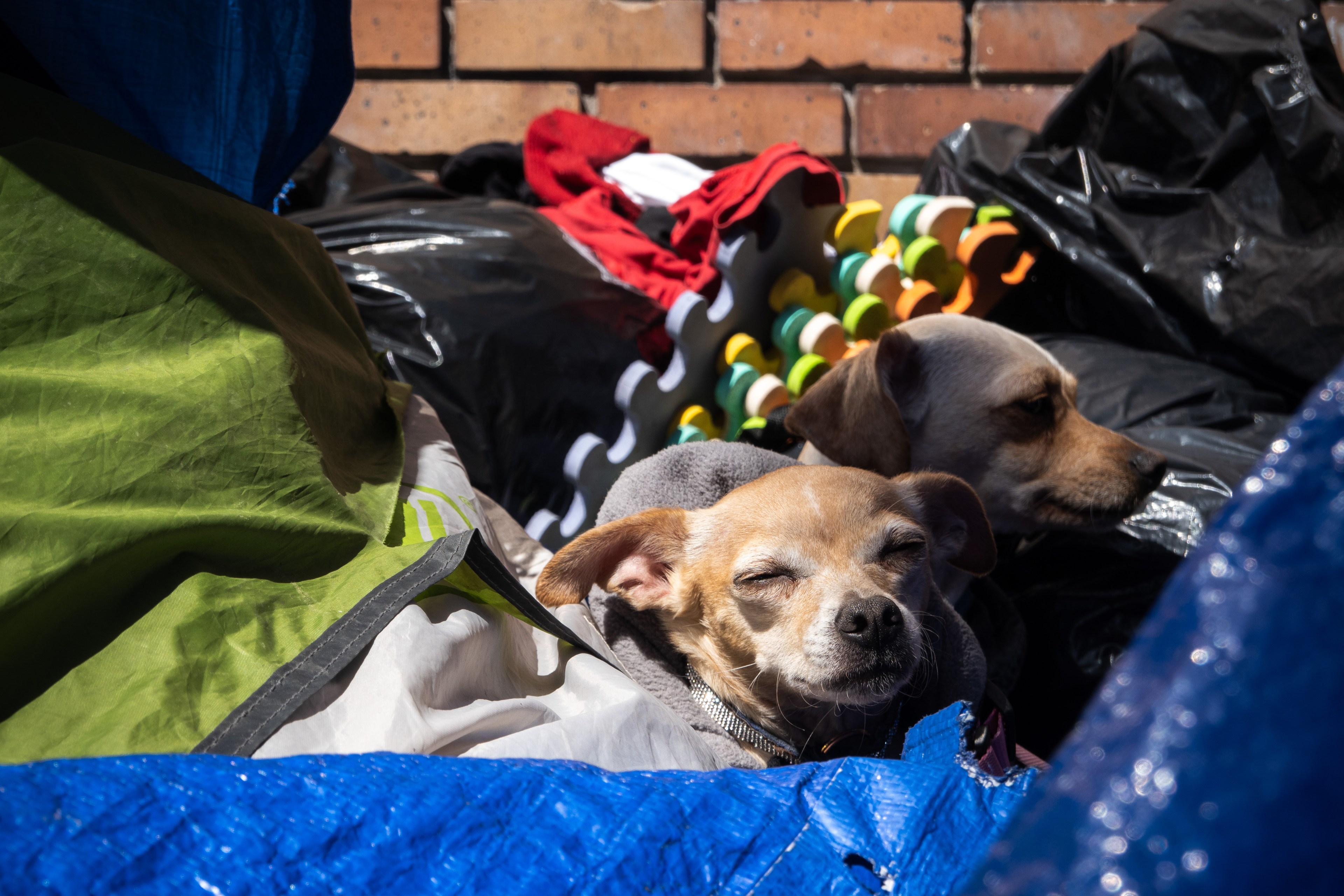 Two dogs rest amid colorful clutter, one with eyes closed, soaking up the sunlight.