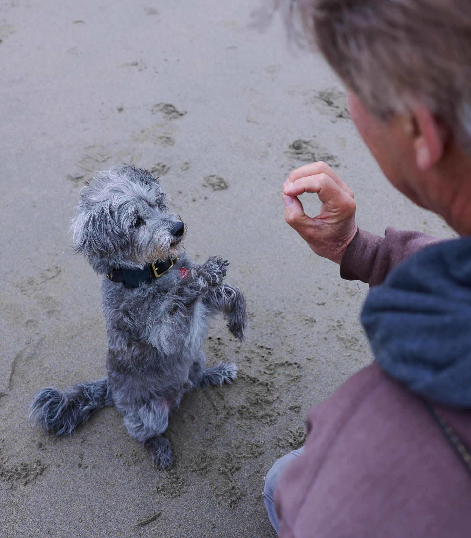 A gray dog sits on the sand, looking up at a man holding a treat with anticipation.