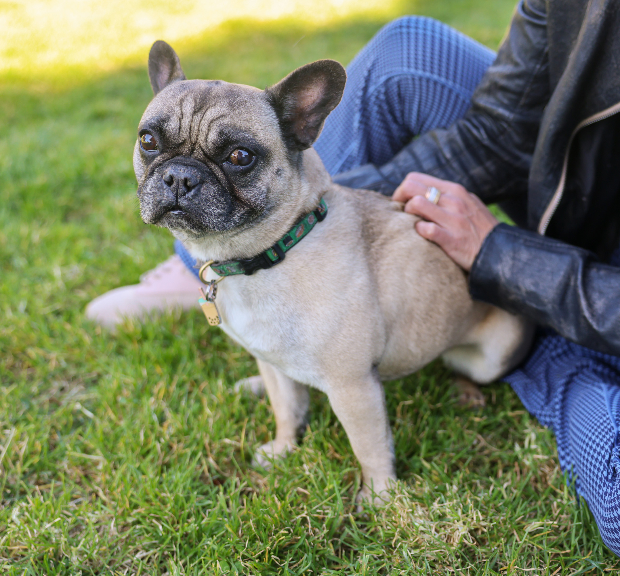A pug sits on grass next to a person, who's petting it. The dog looks attentive, wearing a collar, with a human's hand visible.