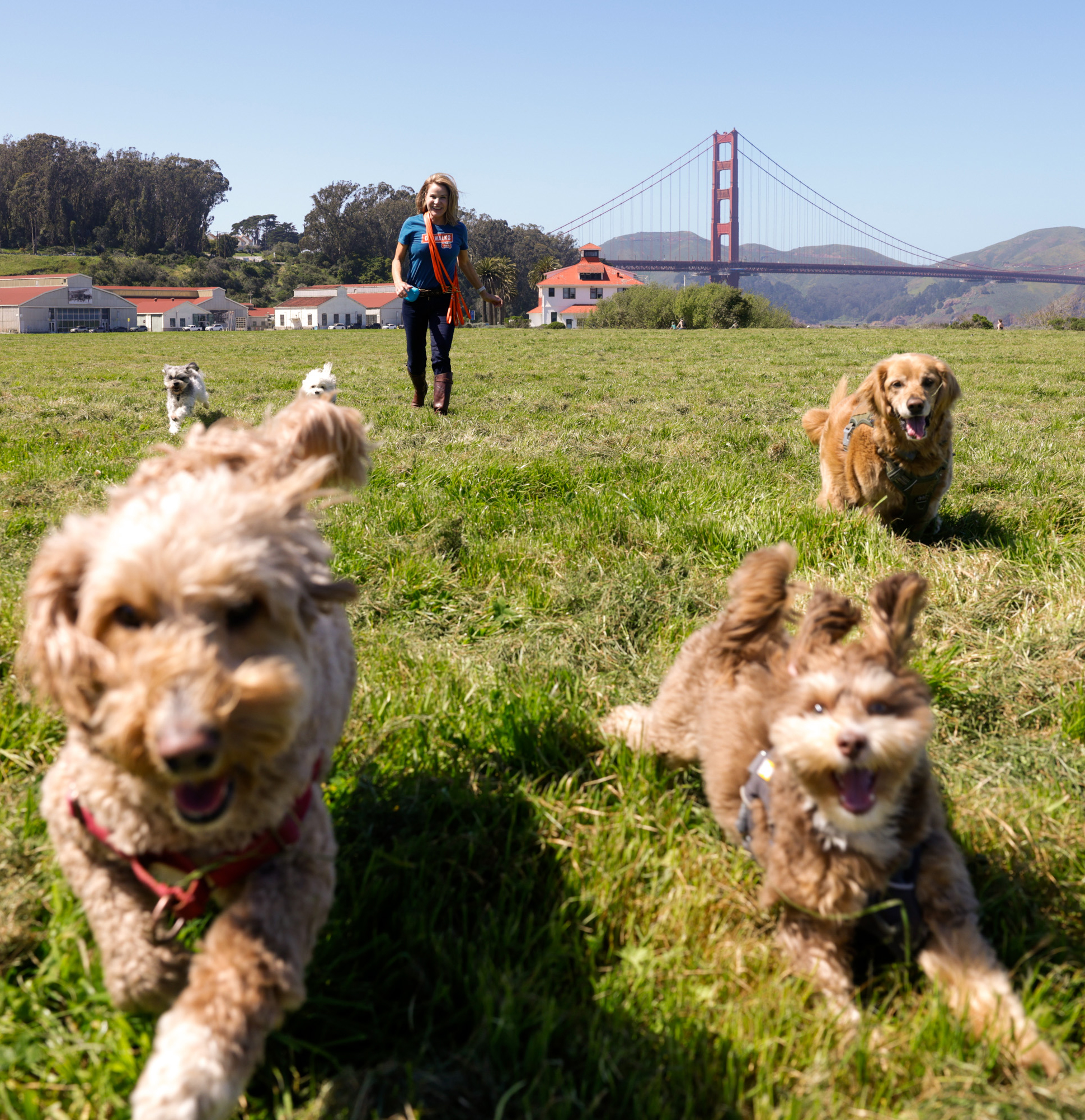 A person walks several dogs in a grassy field with the Golden Gate Bridge in the background.
