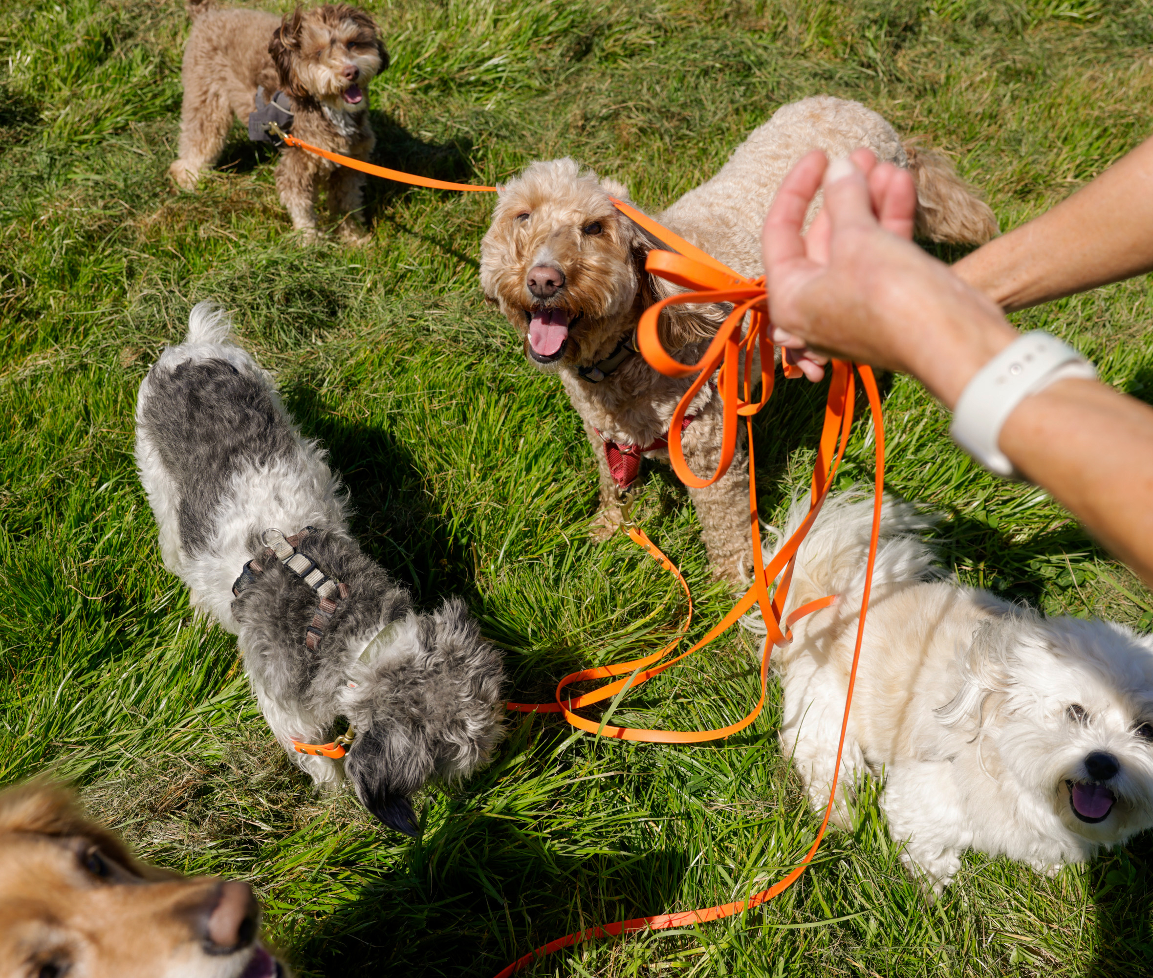 Four playful dogs on grass entangled in orange leashes held by a person.