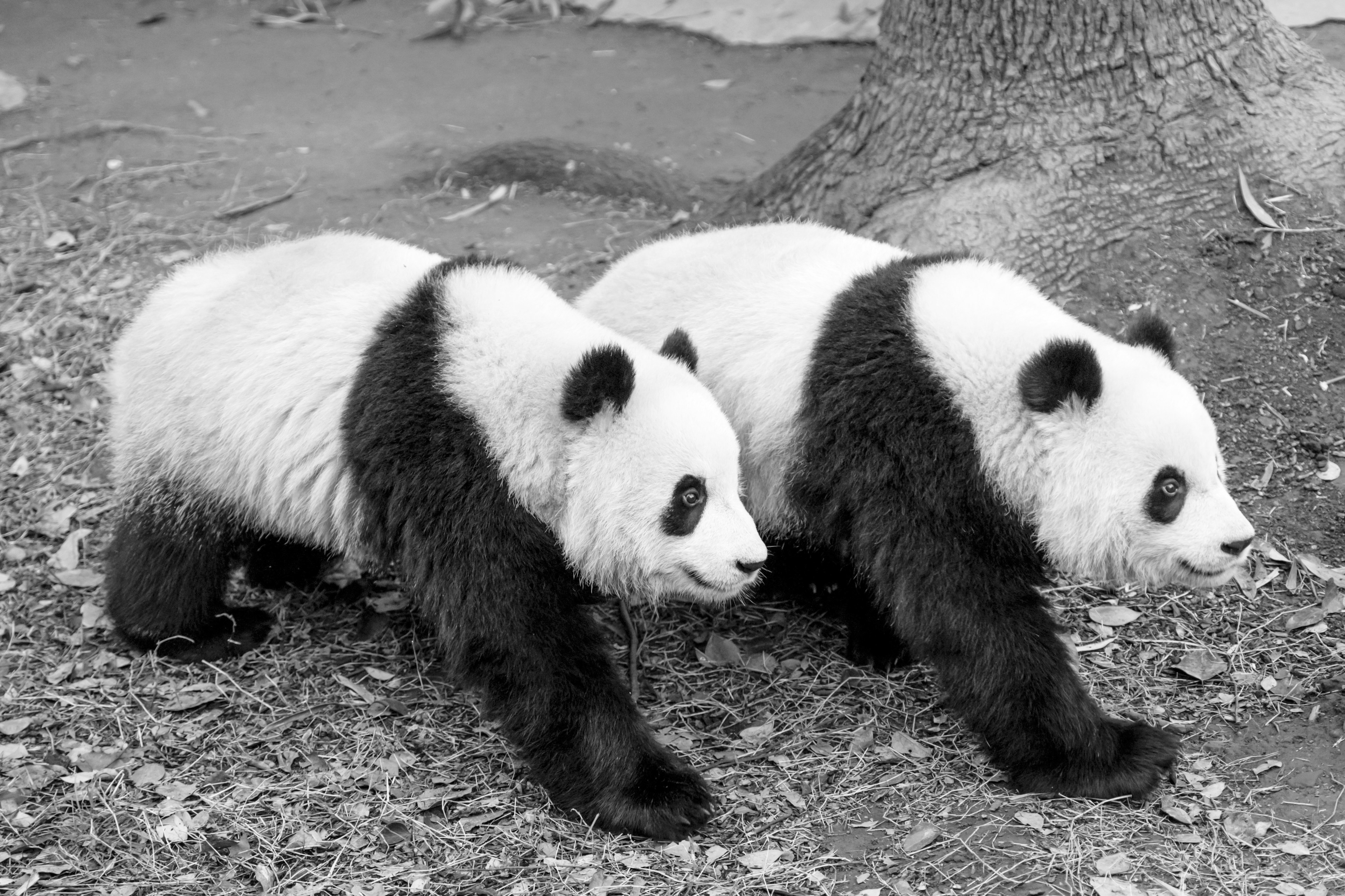 Two pandas walking side by side, monochrome image, with a tree trunk background.