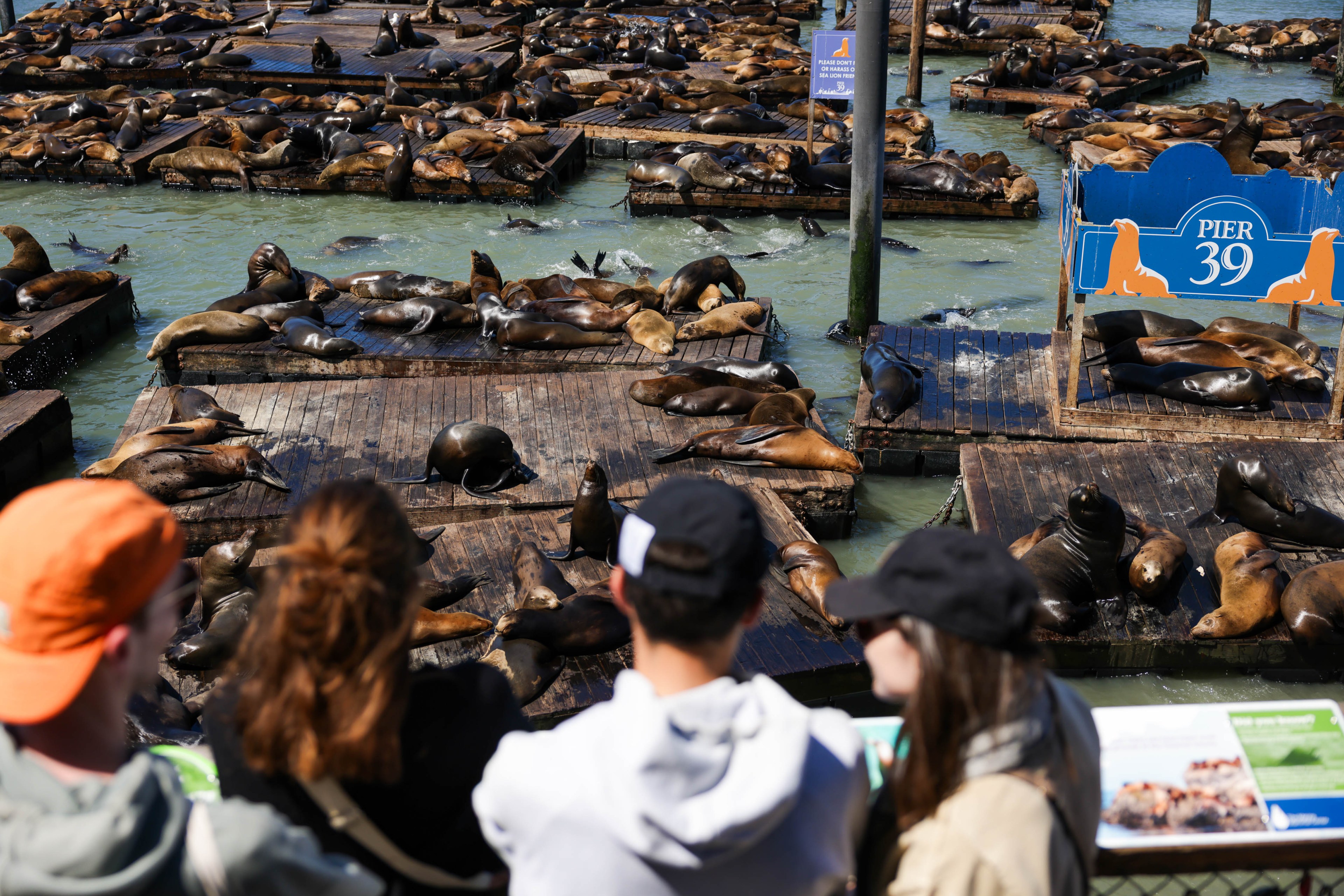 People watch sea lions basking on wooden platforms at Pier 39, with a sign visible.