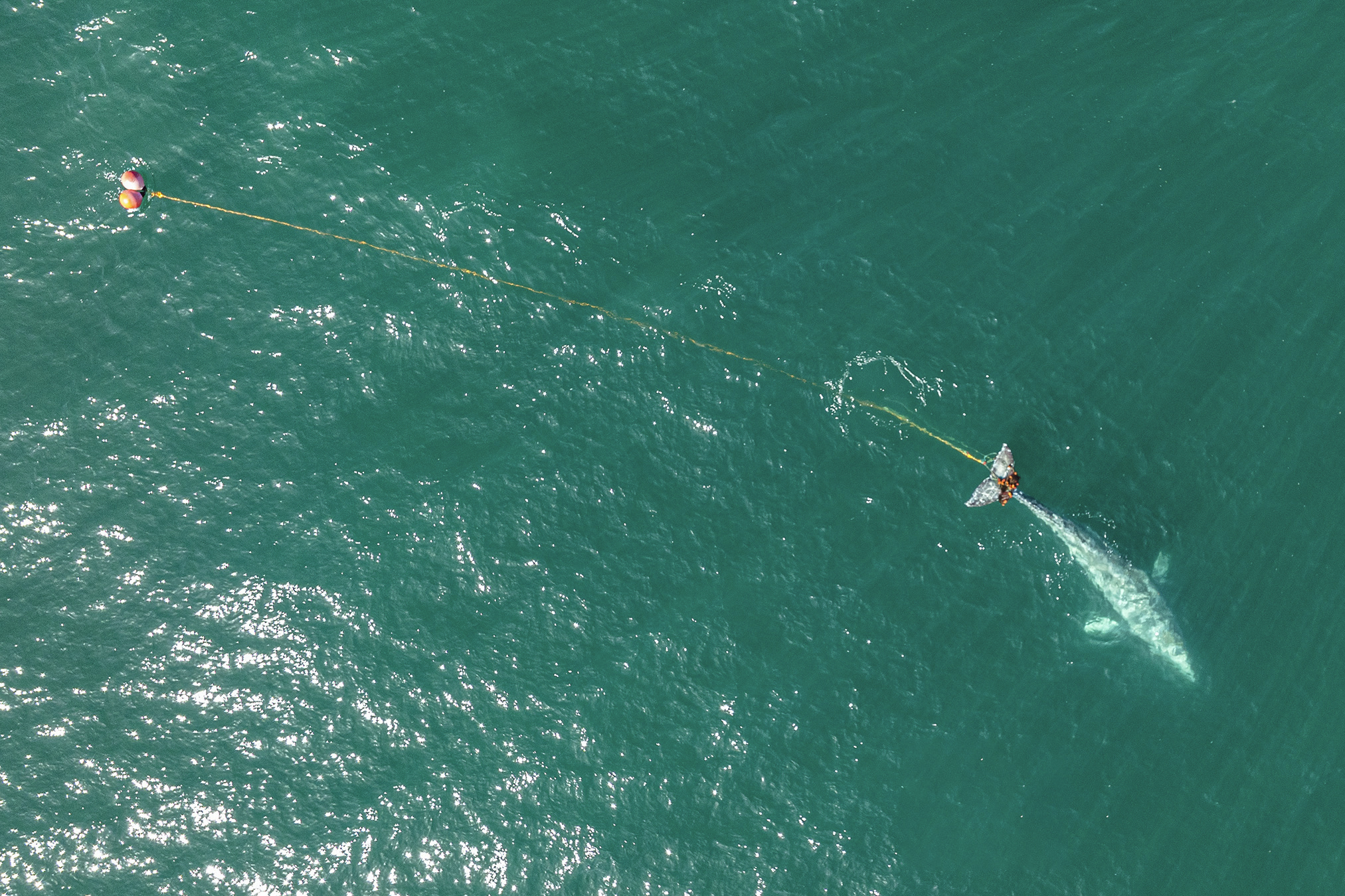 A boat creates ripples in green water, tethered to a buoy by a long rope.