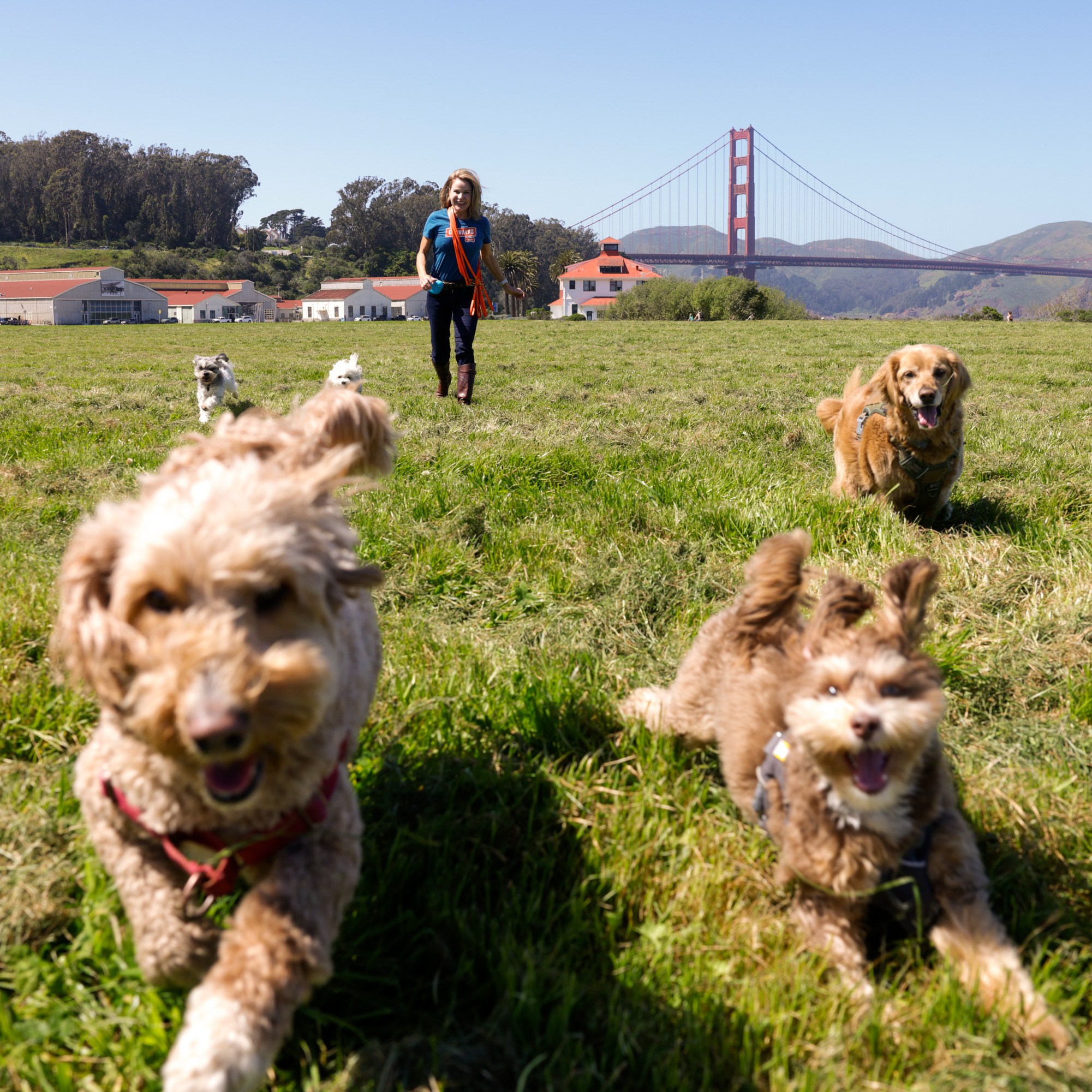 A woman walks dogs in a field with the Golden Gate Bridge in the background.