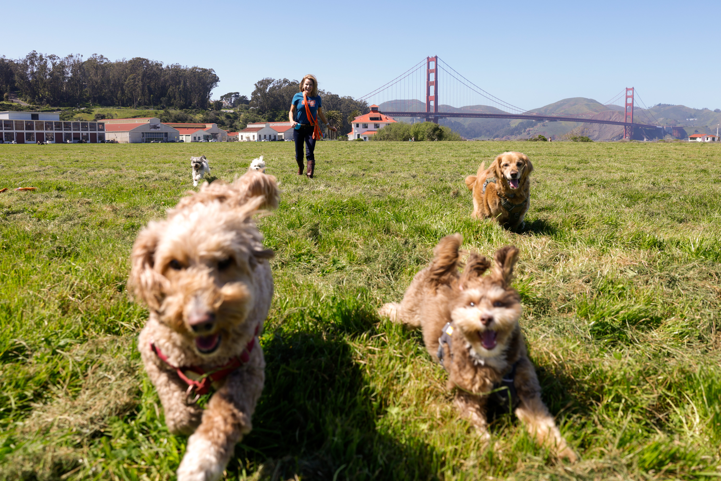 A woman walks dogs in a field with the Golden Gate Bridge in the background.