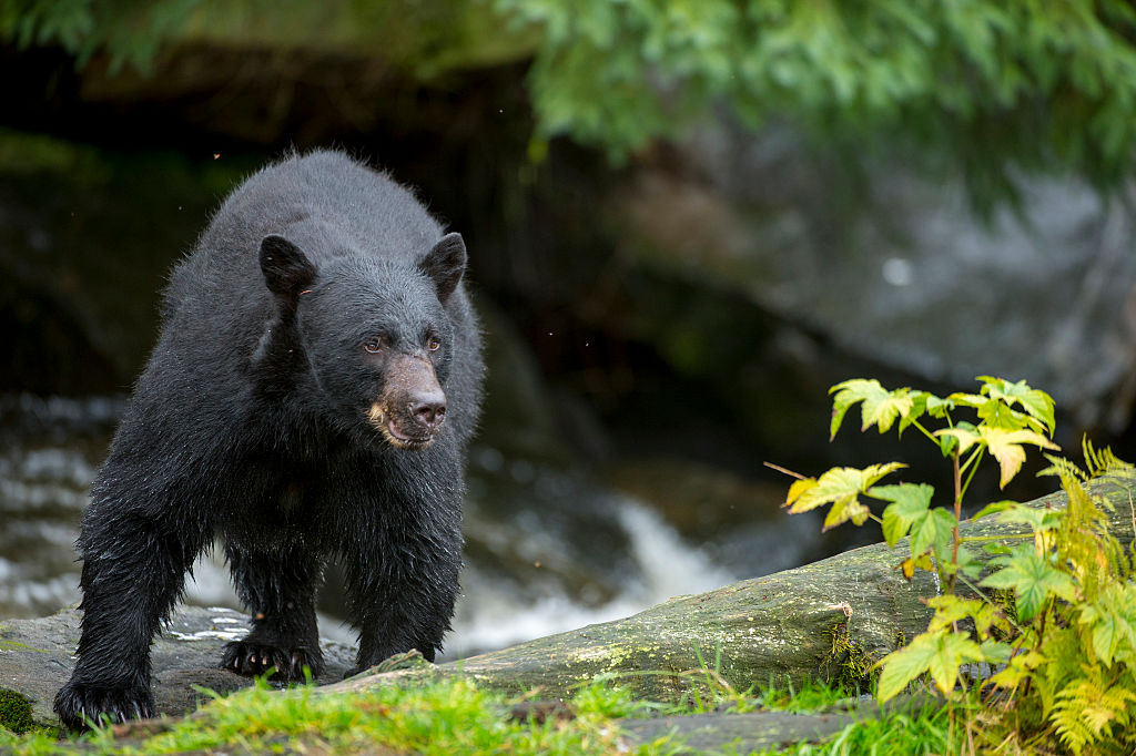 A bear walks near a creek.