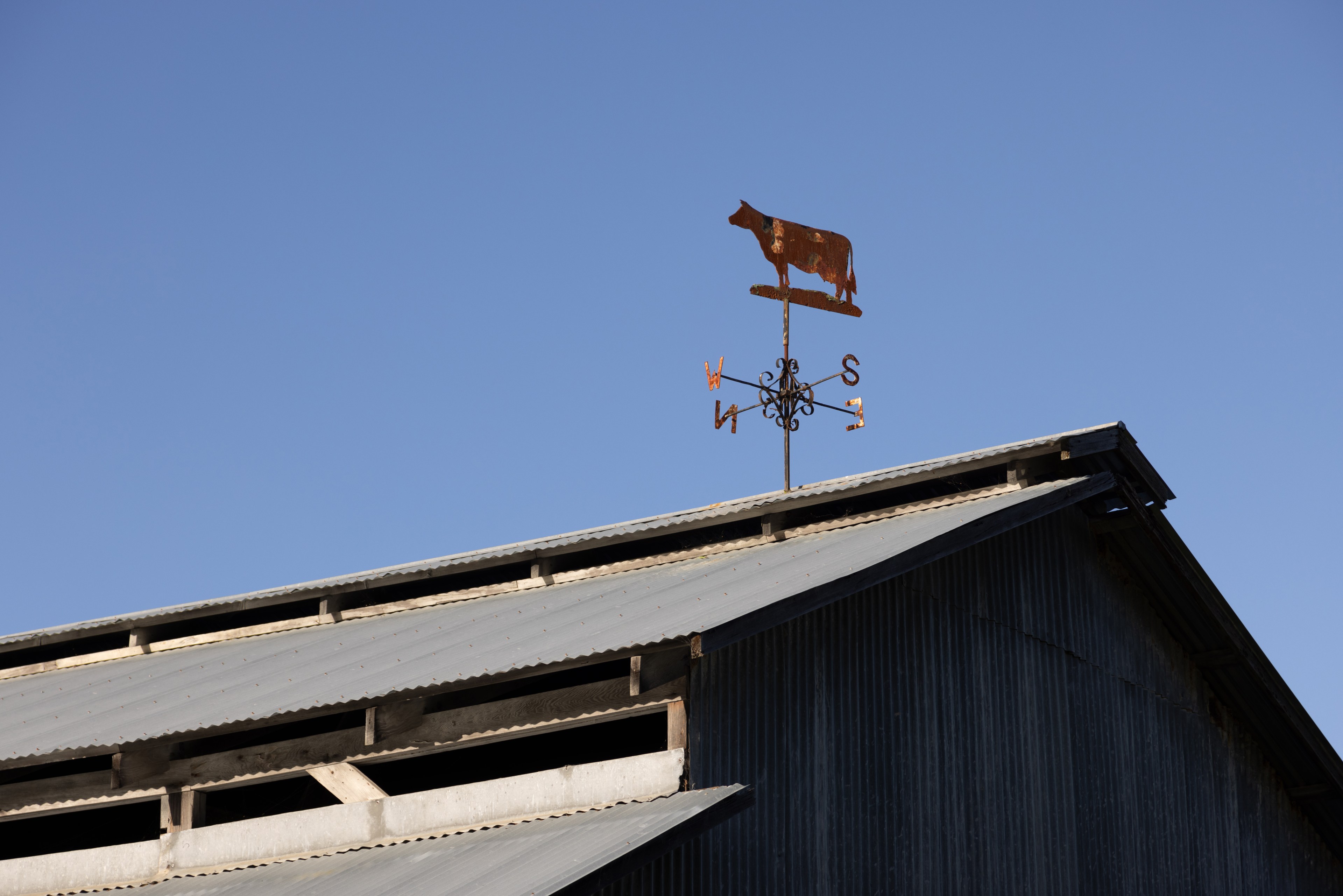 A weather vane with a cow silhouette sits atop a corrugated metal barn roof against a clear blue sky.