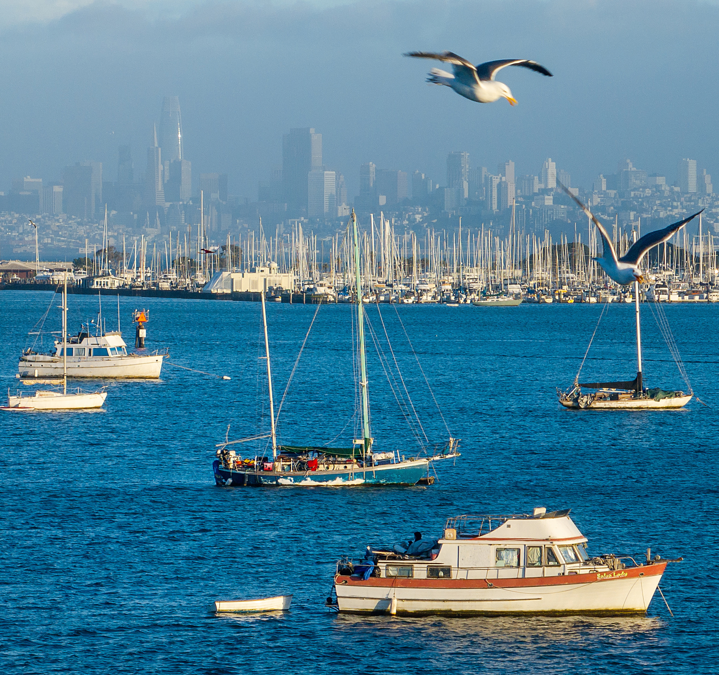 a sea gull flies over boats anchored on San Francisco Bay with the skyline in the distance