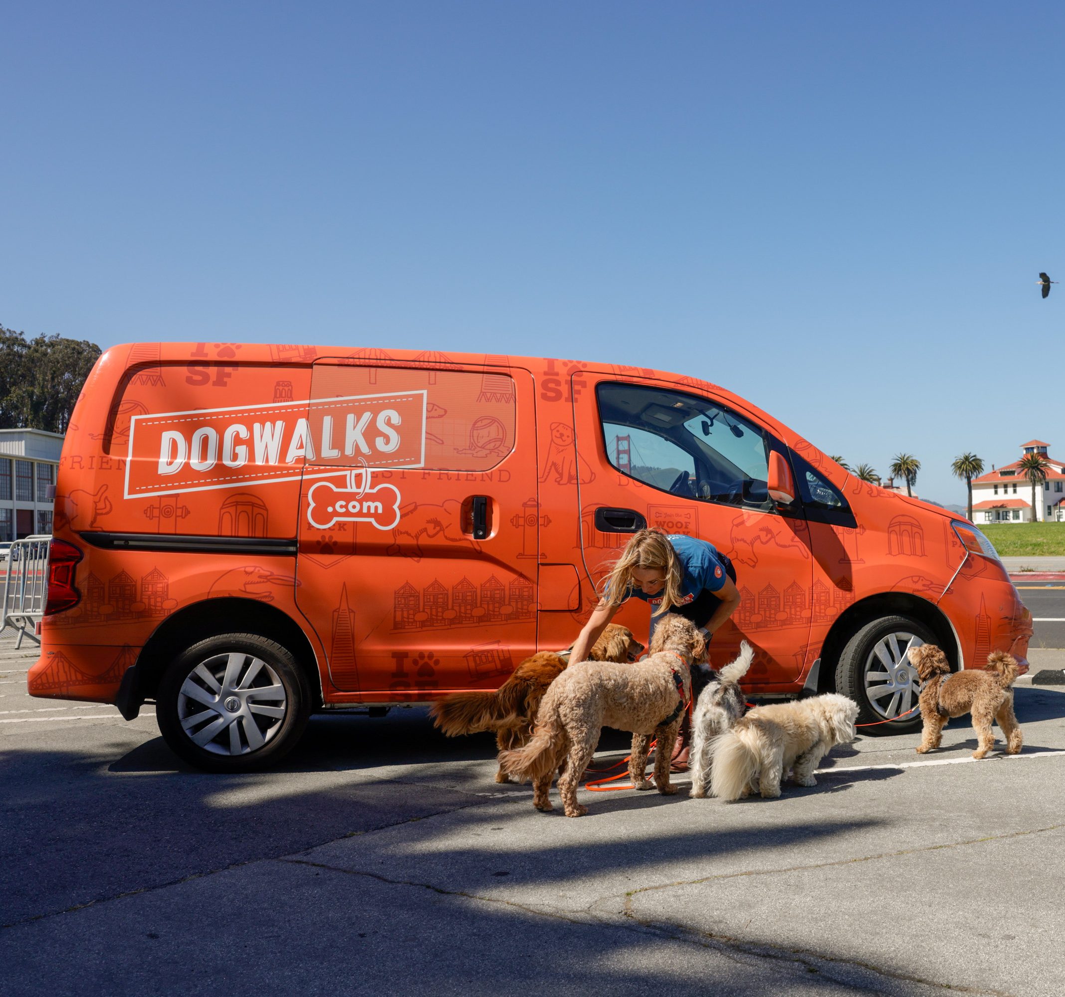 A person attends to multiple dogs near an orange van with &quot;DOG WALKS&quot; branded on it, parked by a sunny road.