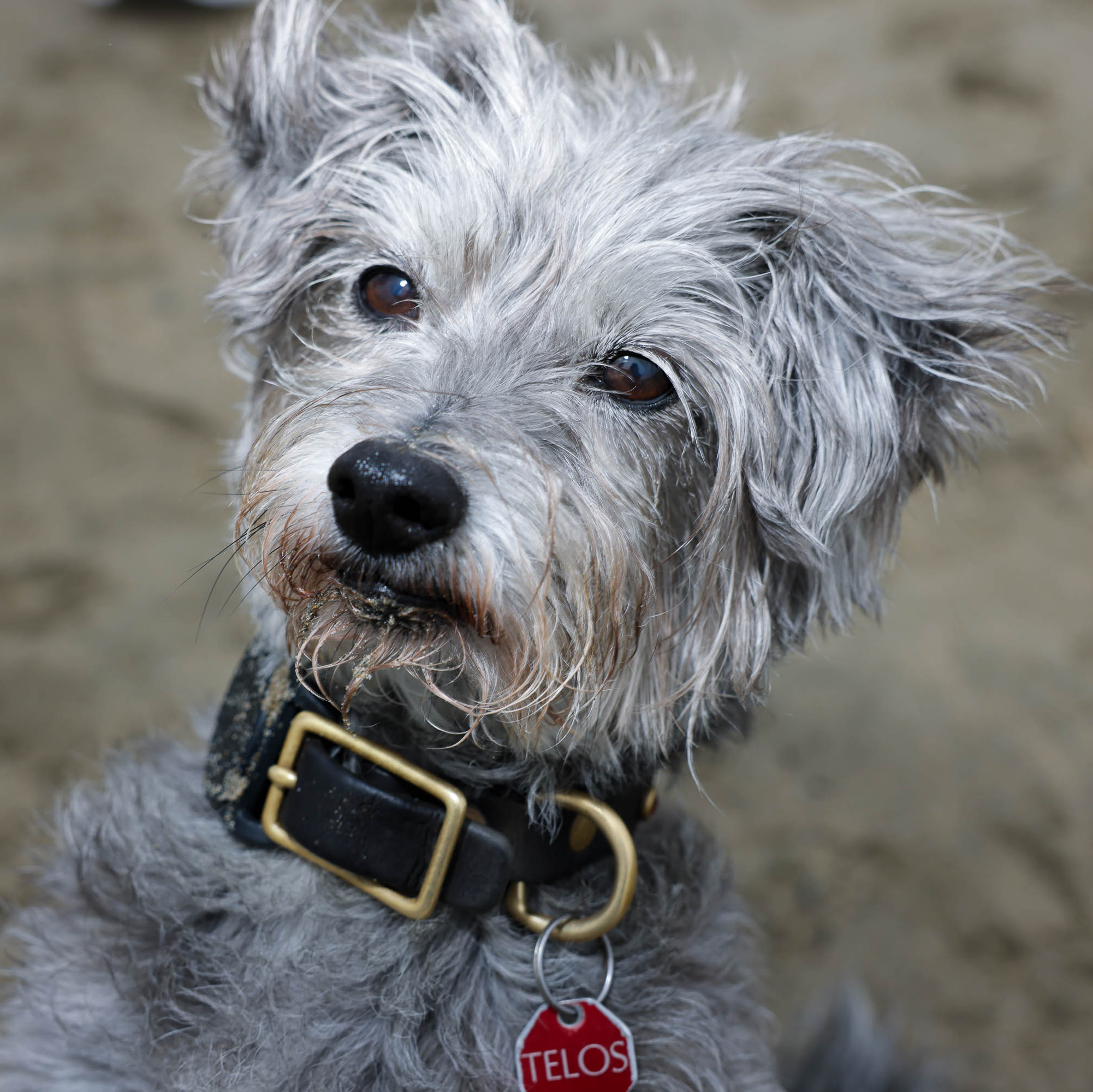 A grey, wiry-furred dog with wise brown eyes and a collar, looking intently at the camera.