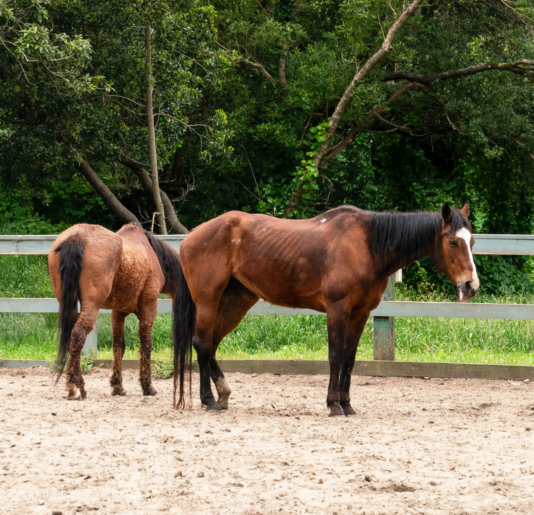 Two horses in a sandy enclosure, one facing forward and the other facing away, surrounded by lush greenery and a white fence.