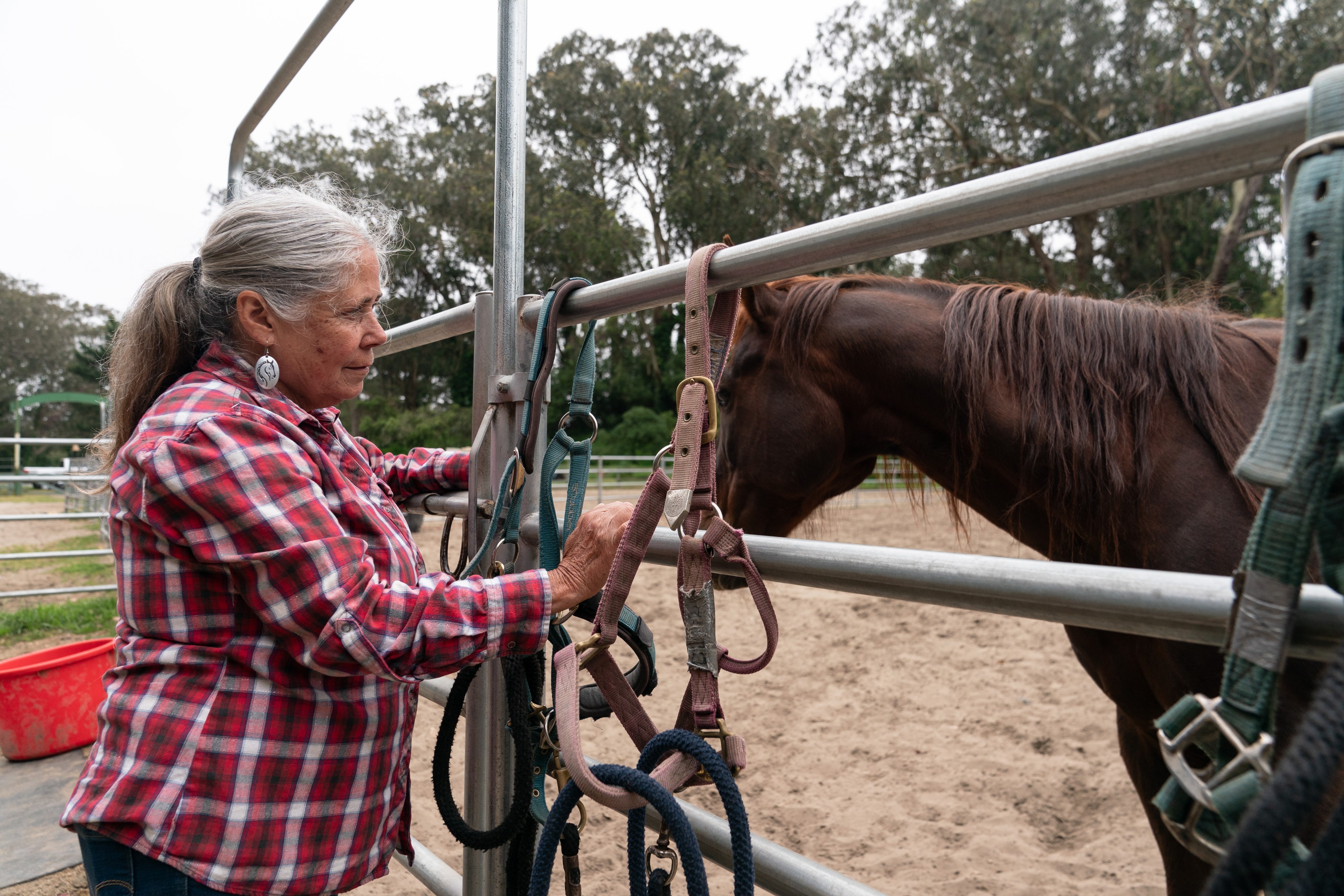 An elderly woman in a plaid shirt adjusts a horse's halter near a metal fence, with trees in the background.