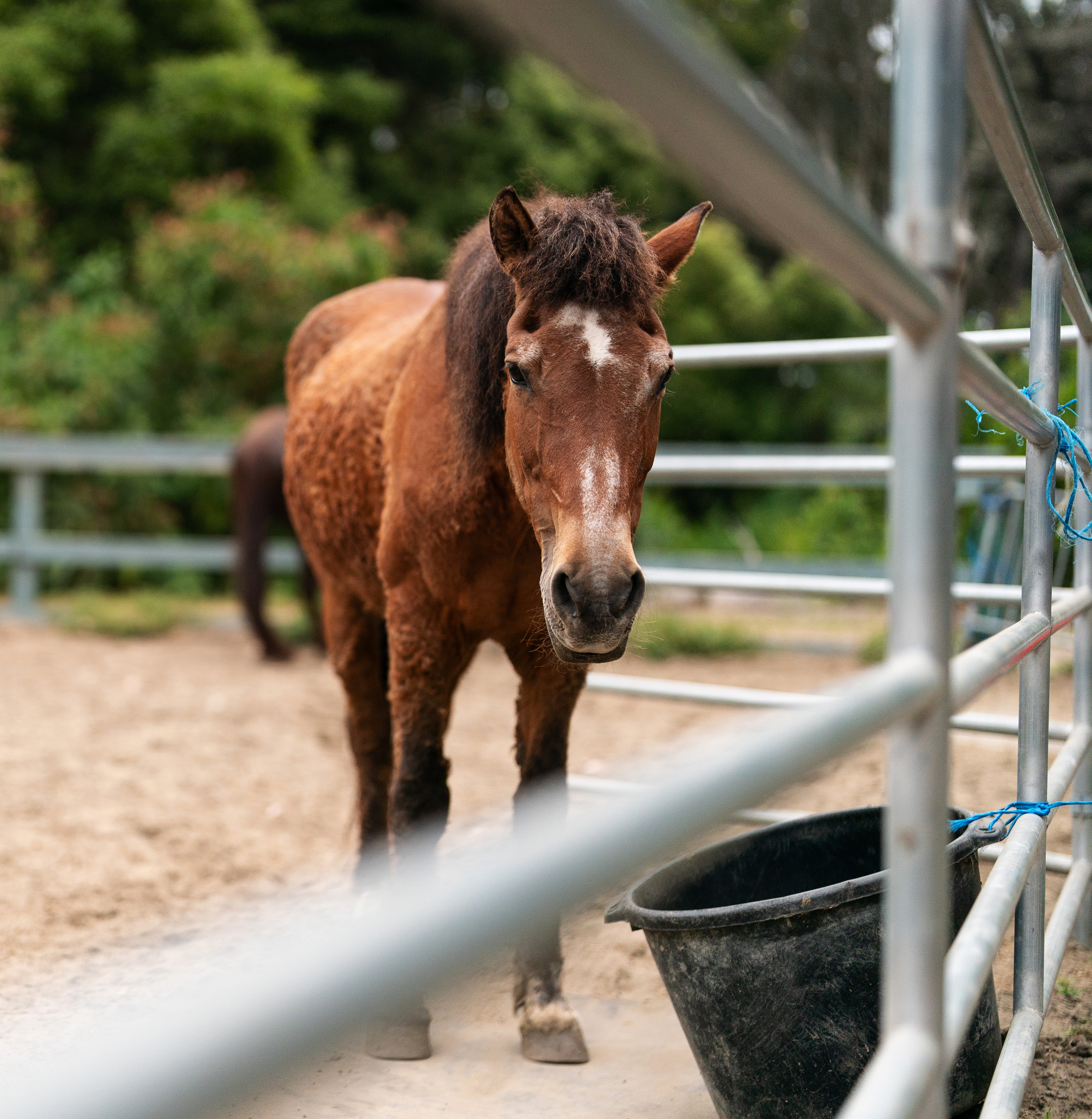 A chestnut horse stands inside a pen, looking directly at the camera, with a black bucket near a metal fence in the foreground.