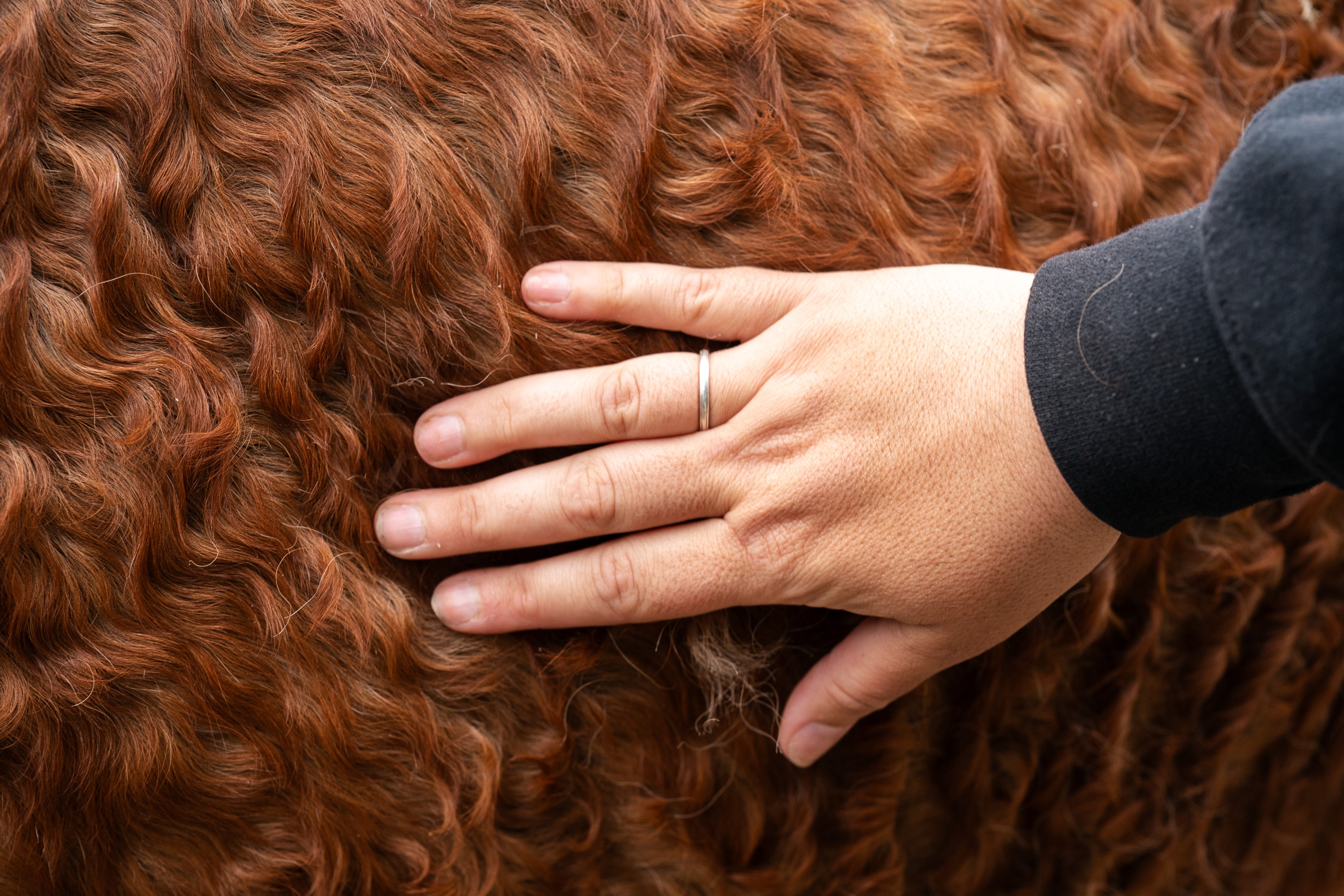 A person's hand with a ring touches dense, reddish-brown curly fur or hair.