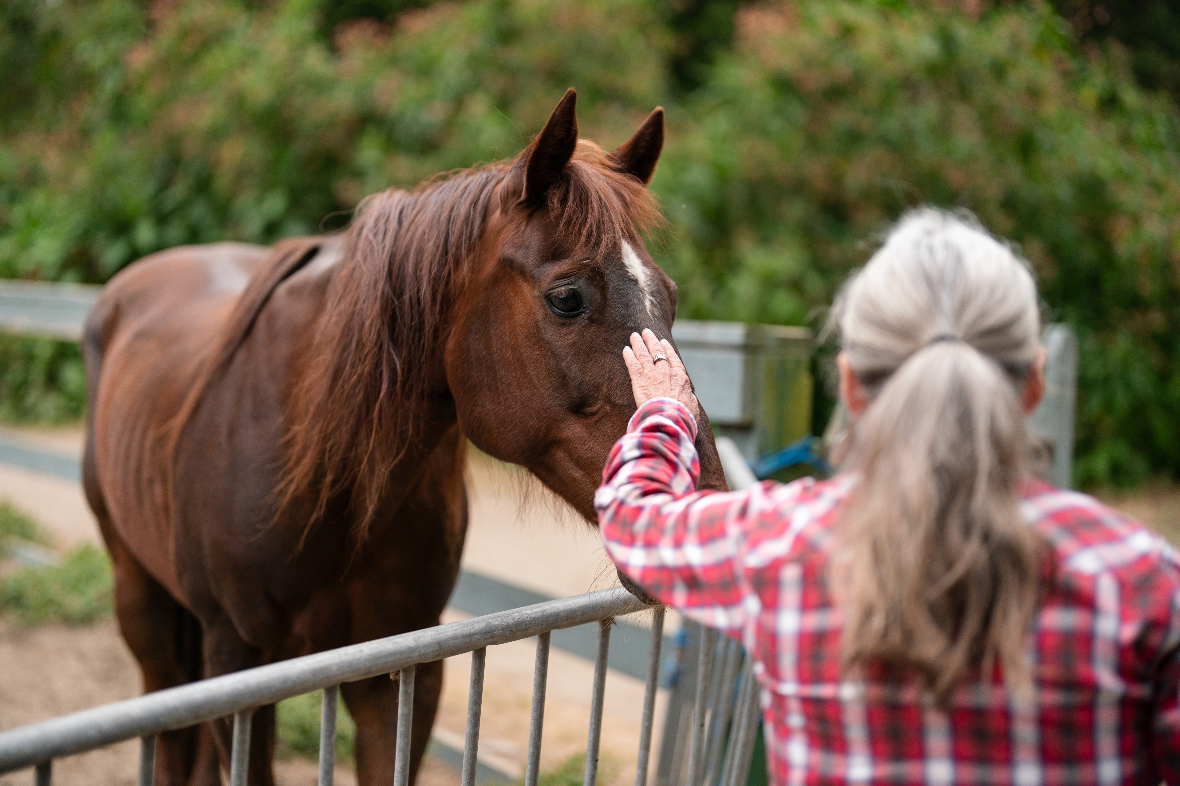 A woman in a red plaid shirt gently touches the nose of a brown horse with a white mark, standing by a fence in a lush green setting.