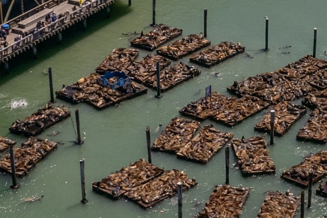 San Francisco Sea lions reach record numbers at Pier 39