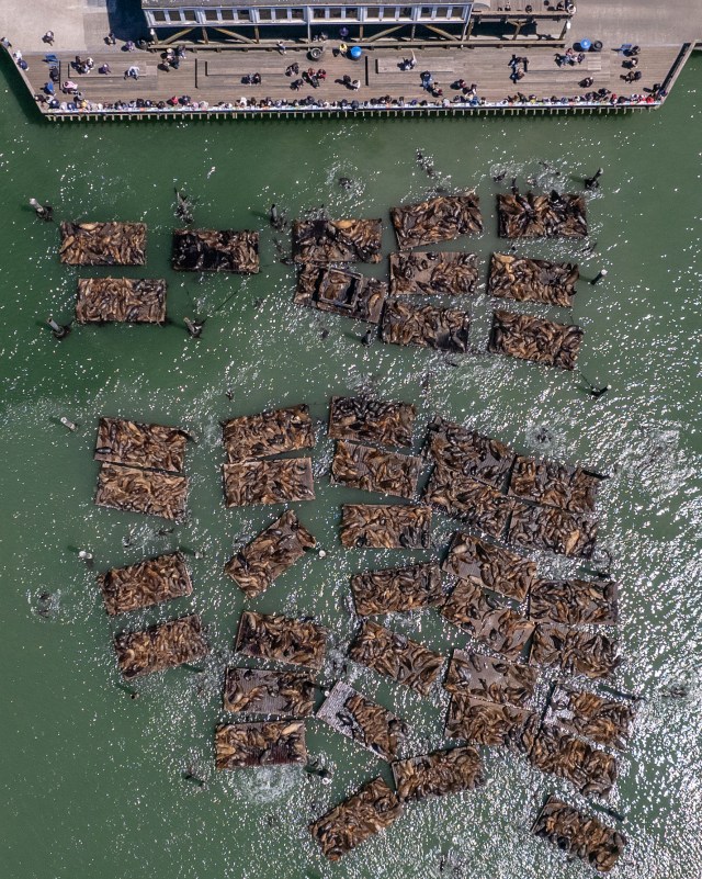 San Francisco Sea lions reach record numbers at Pier 39