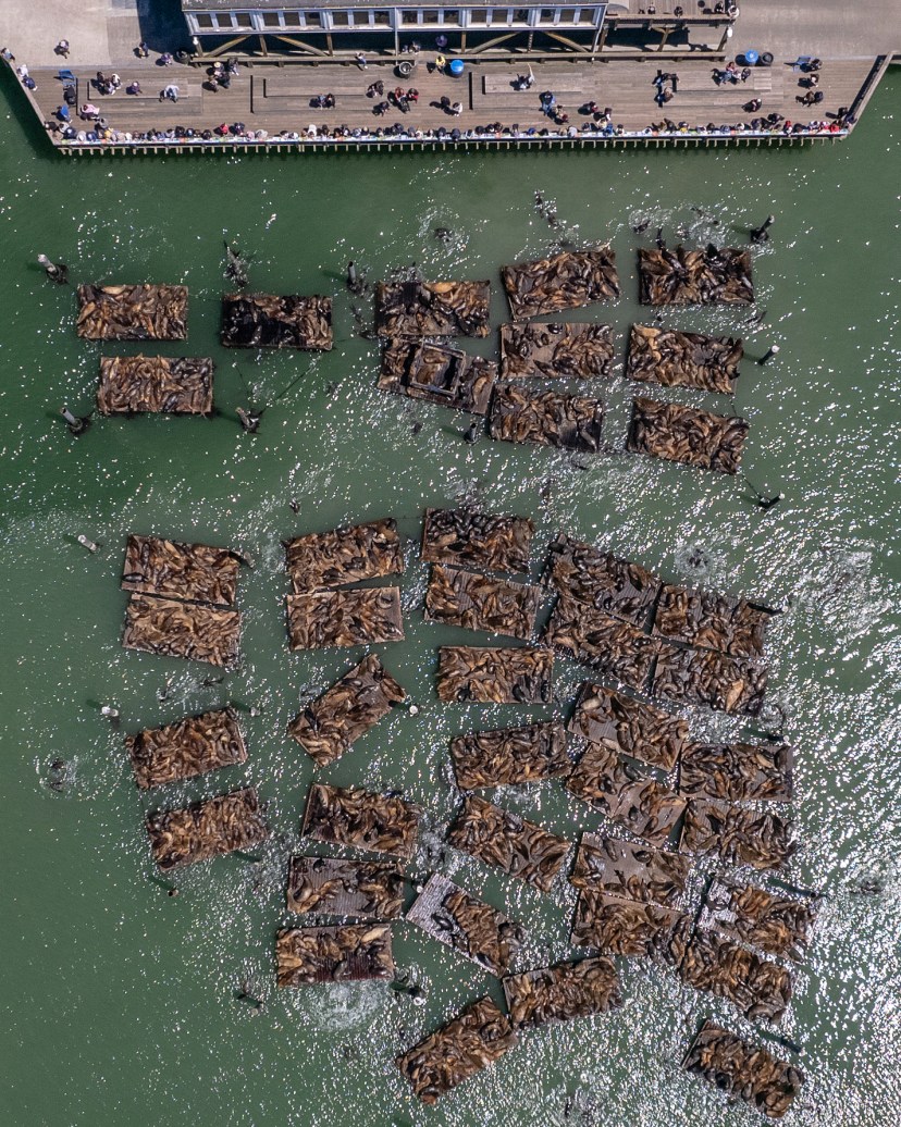 San Francisco Sea lions reach record numbers at Pier 39