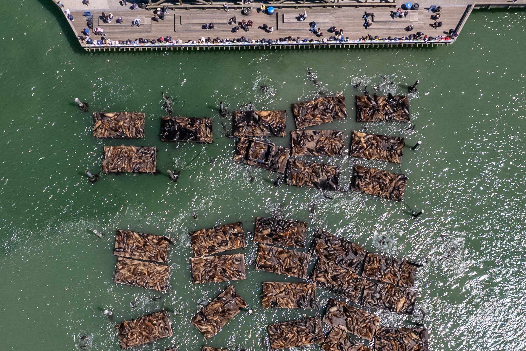 Aerial view of sea lions on docks by a pier with people watching.