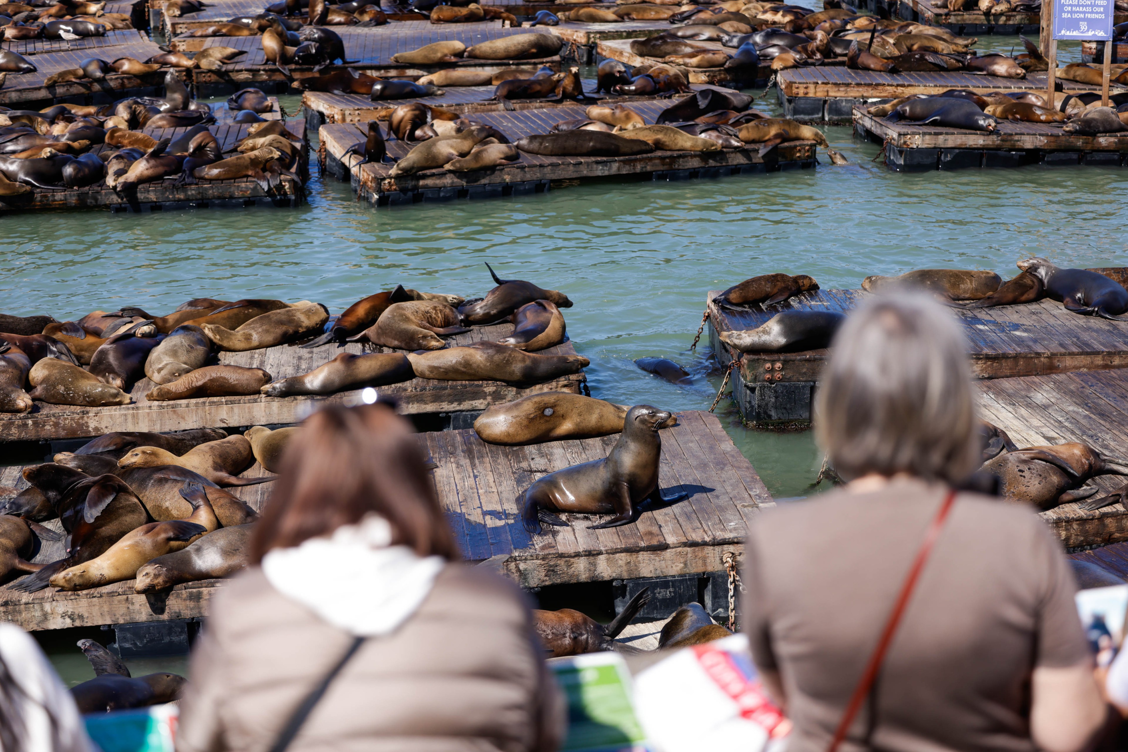 Two people observe a crowded dock of basking sea lions near green waters.