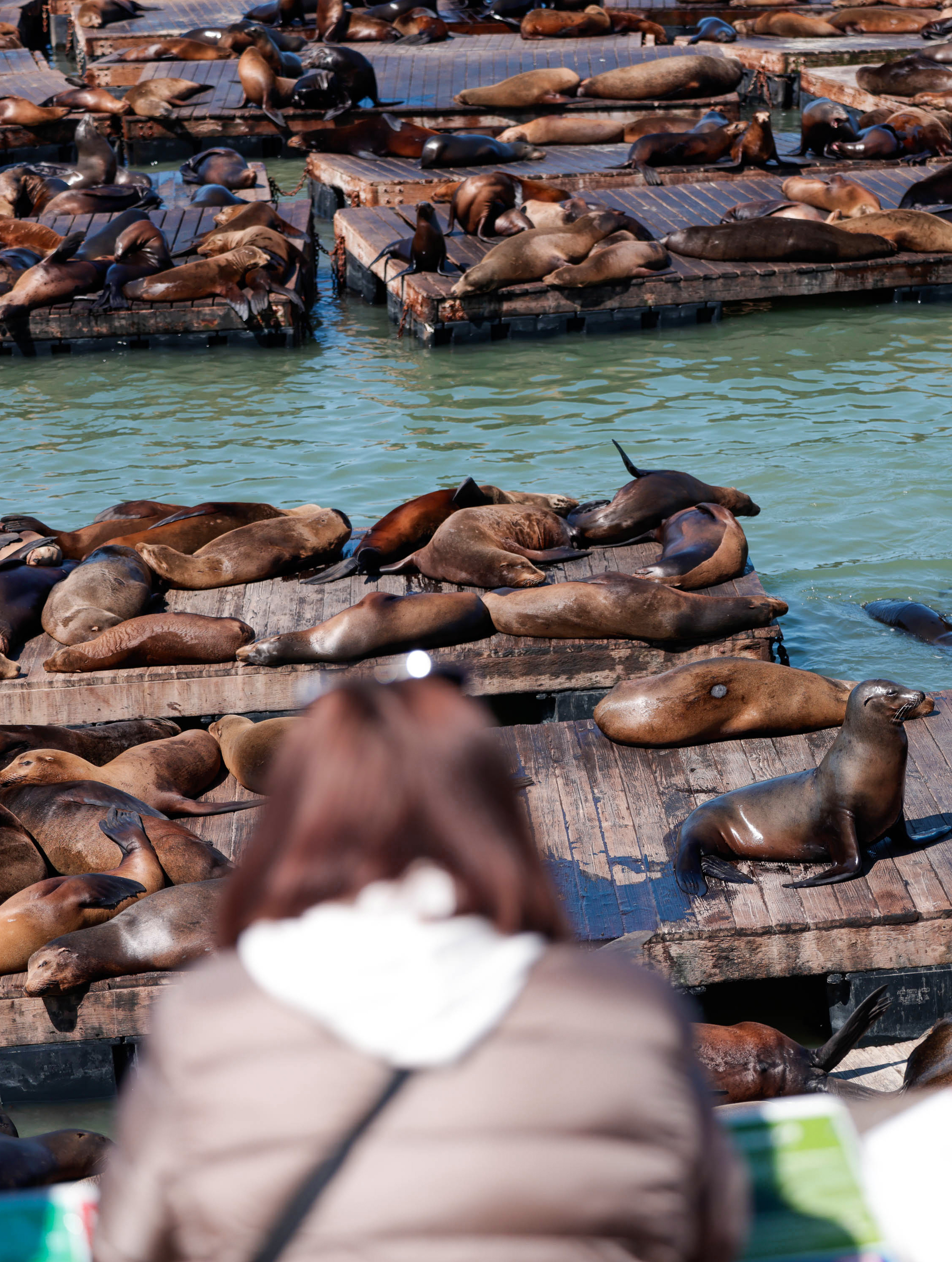 Sea lions crowd on wooden docks in the water; a person in a jacket observes them.
