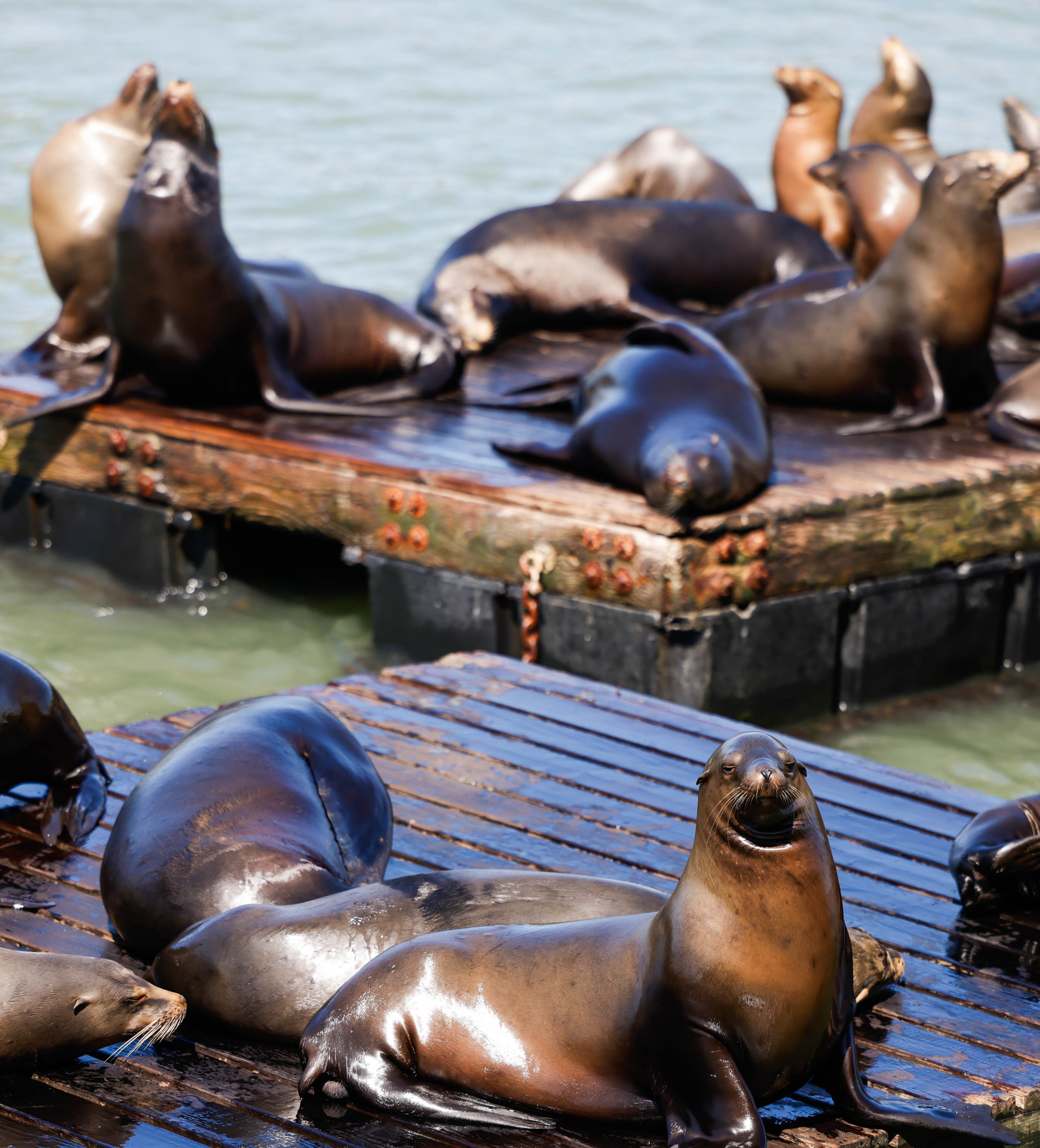 Sea lions lounging on a wooden dock, with one prominently posing in the foreground.