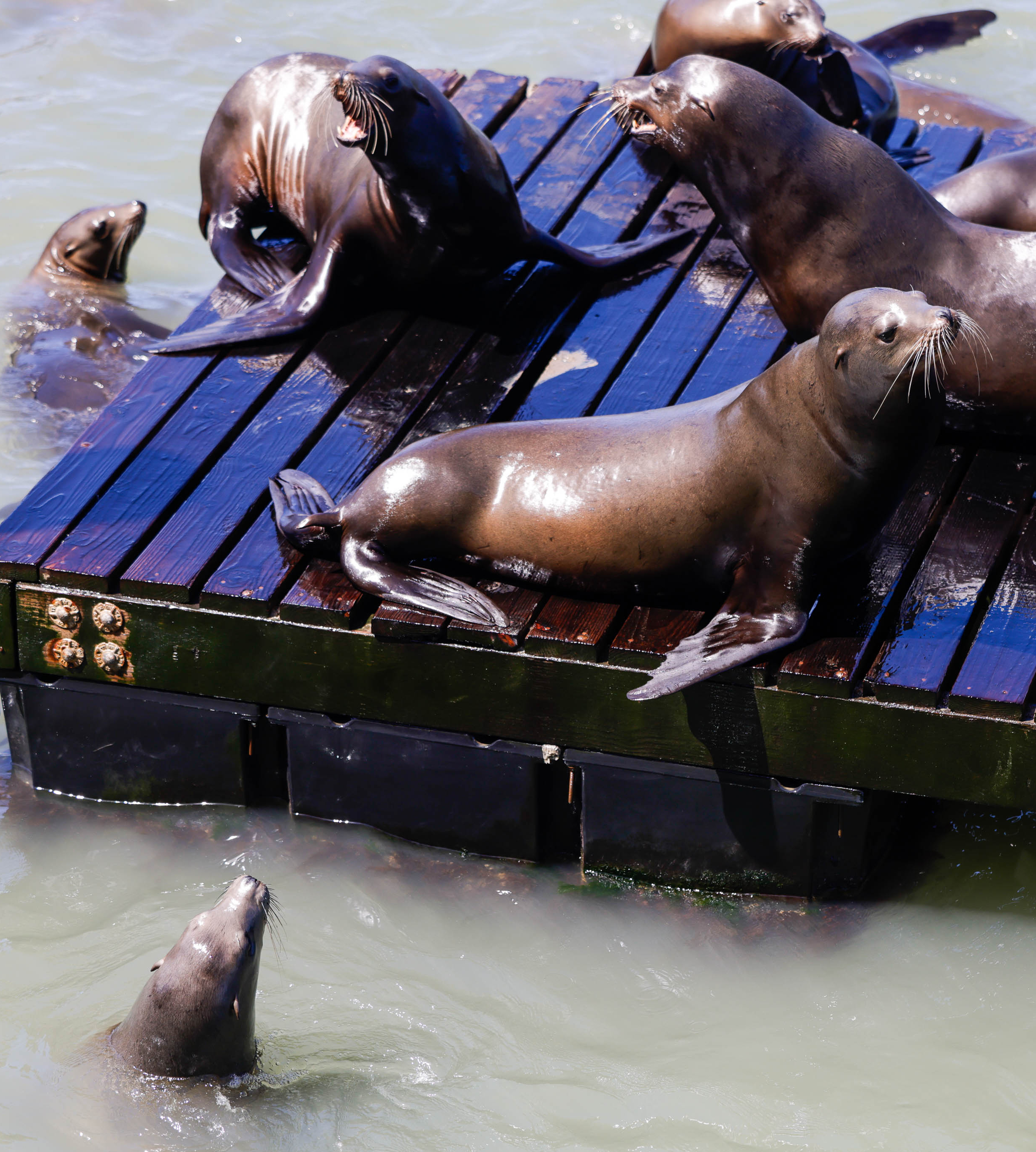 Several sea lions rest on a wooden dock, with one climbing up while another swims nearby.