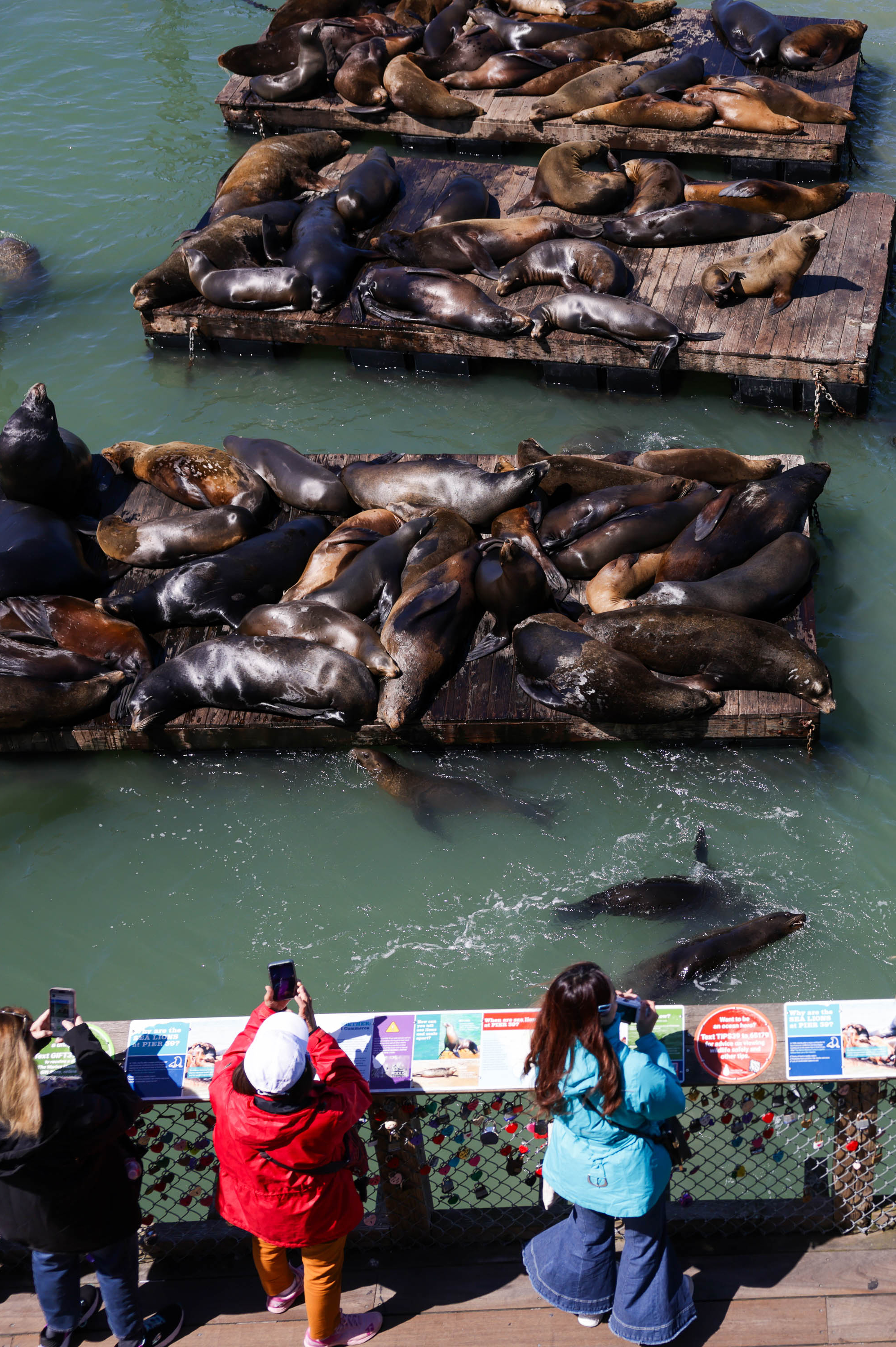 People are observing sea lions basking on floating docks; one sea lion is in the water.
