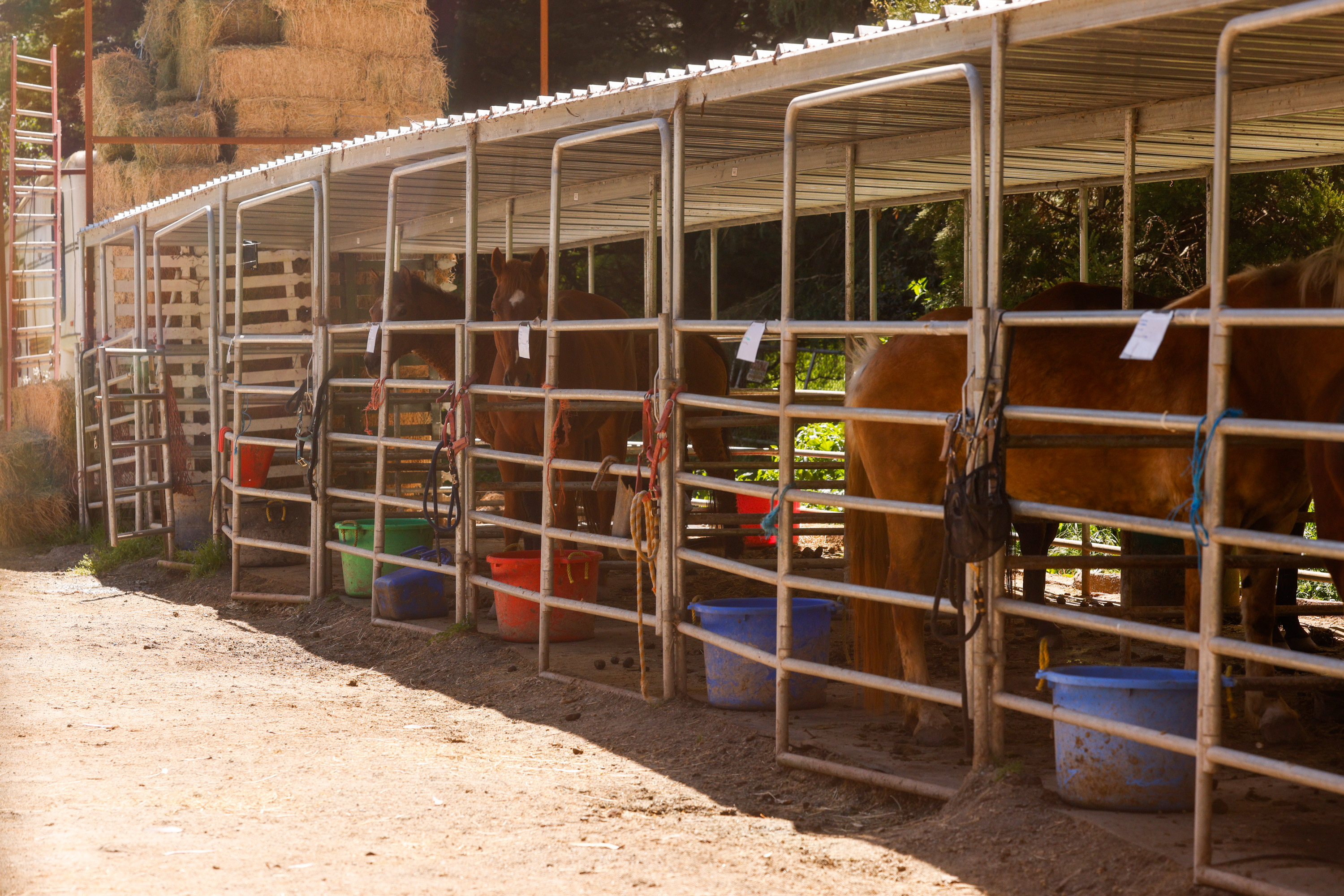 Horses stand in a sunny, open-air stable with metal bars, beside stacks of hay and variously colored feed buckets.