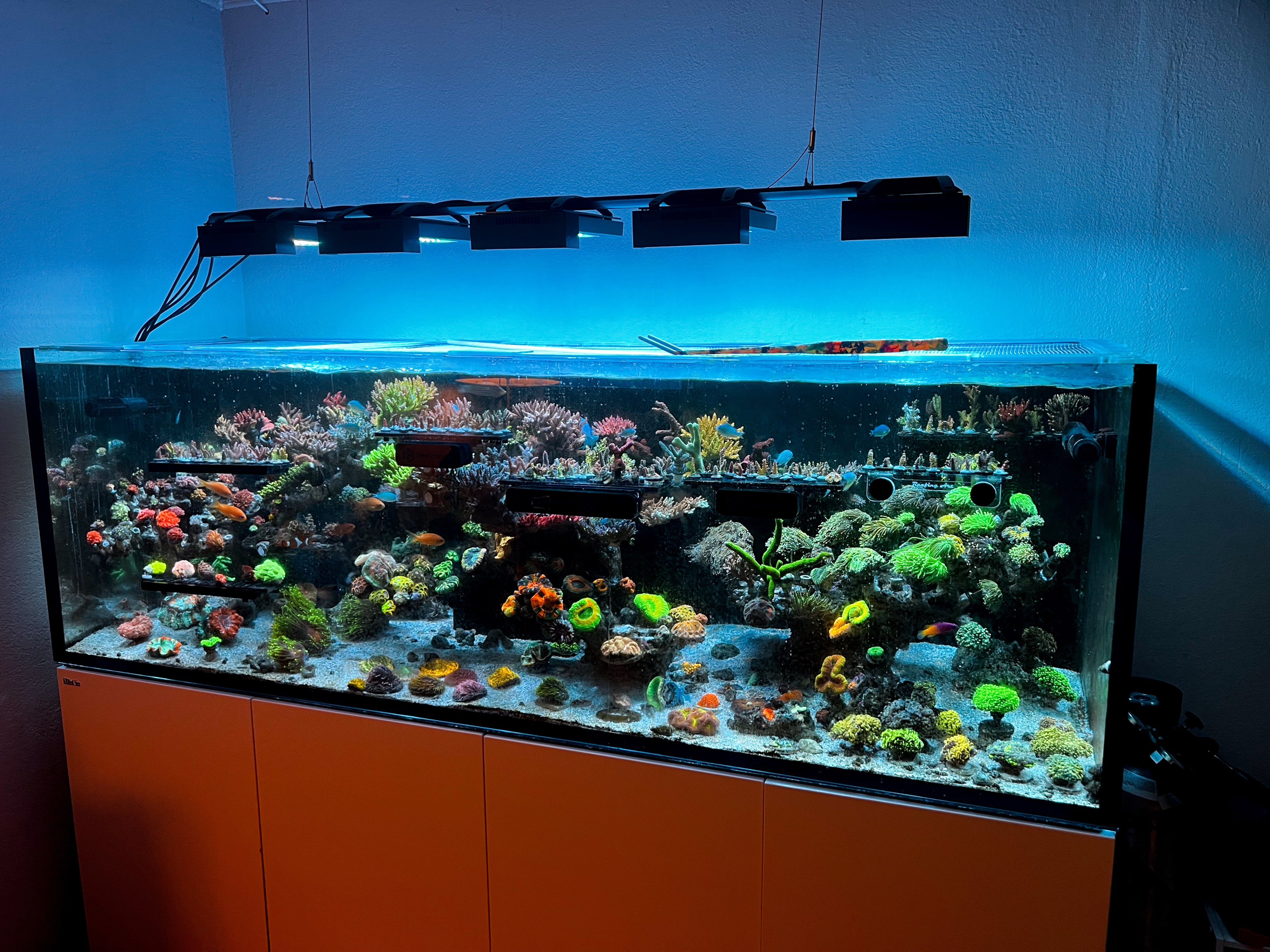 A vibrant aquarium with various corals and fish, illuminated by overhead lights, set against a blue wall and on an orange stand.